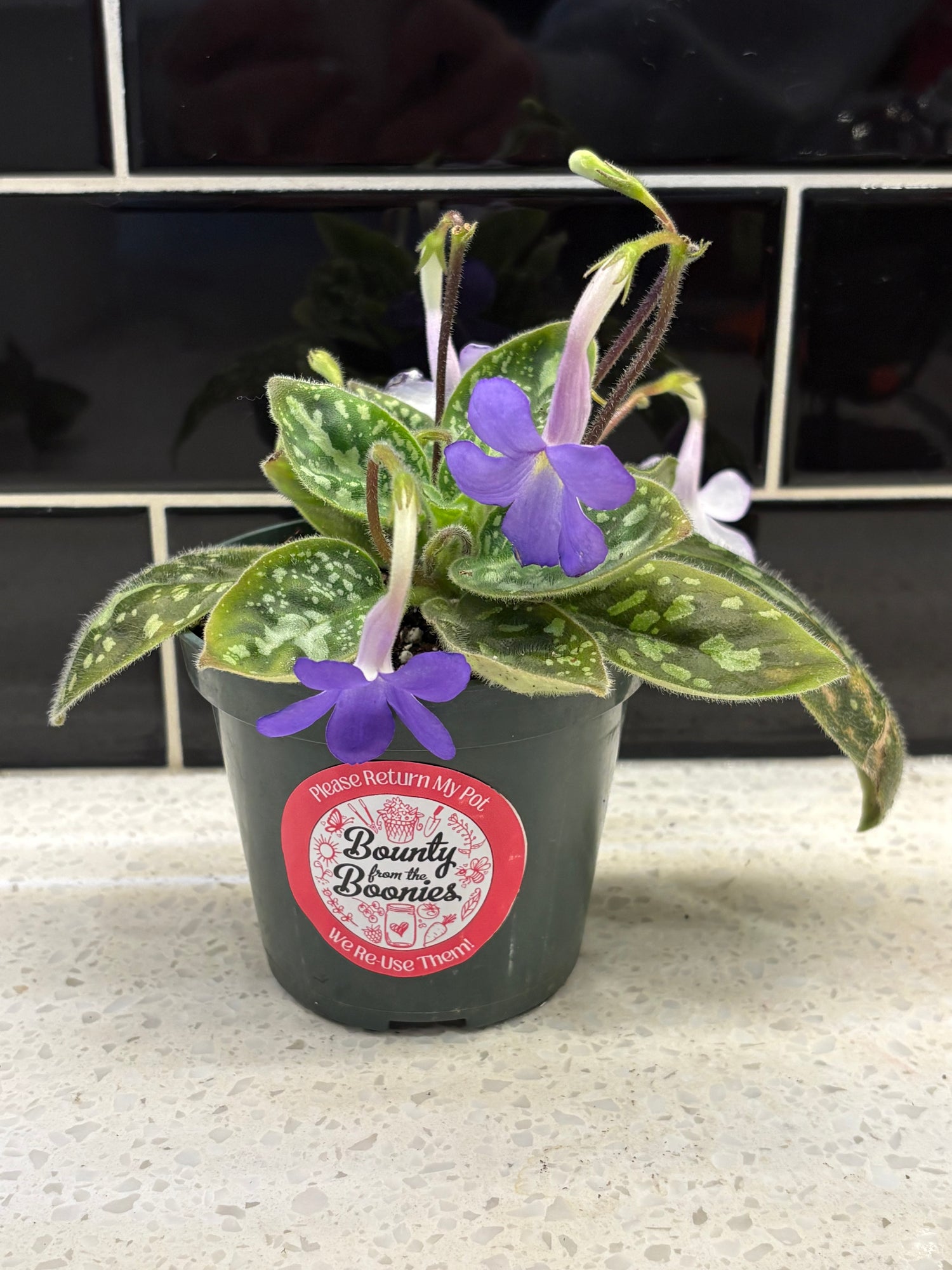 Michaelmoelleria Vietnamensis