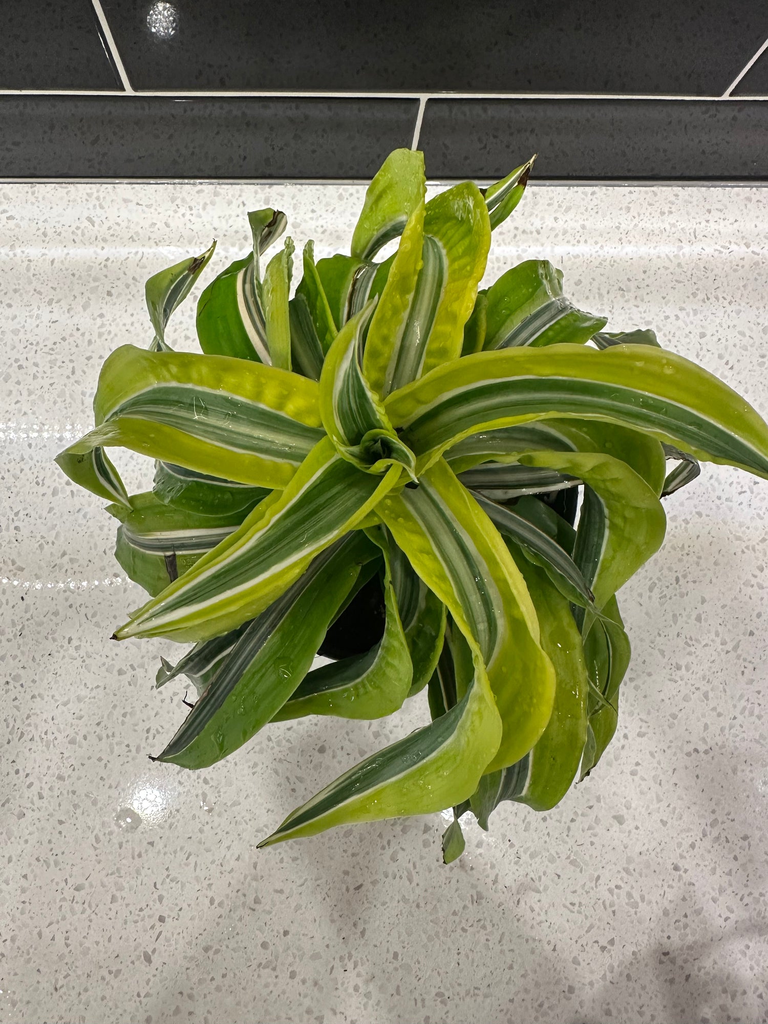 Dracaena Lemon Lime