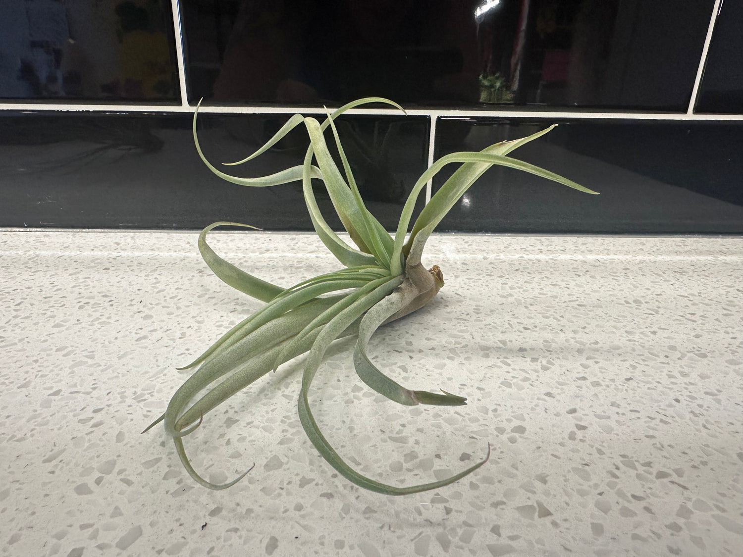 Tillandsia Aeranthos Air Plant