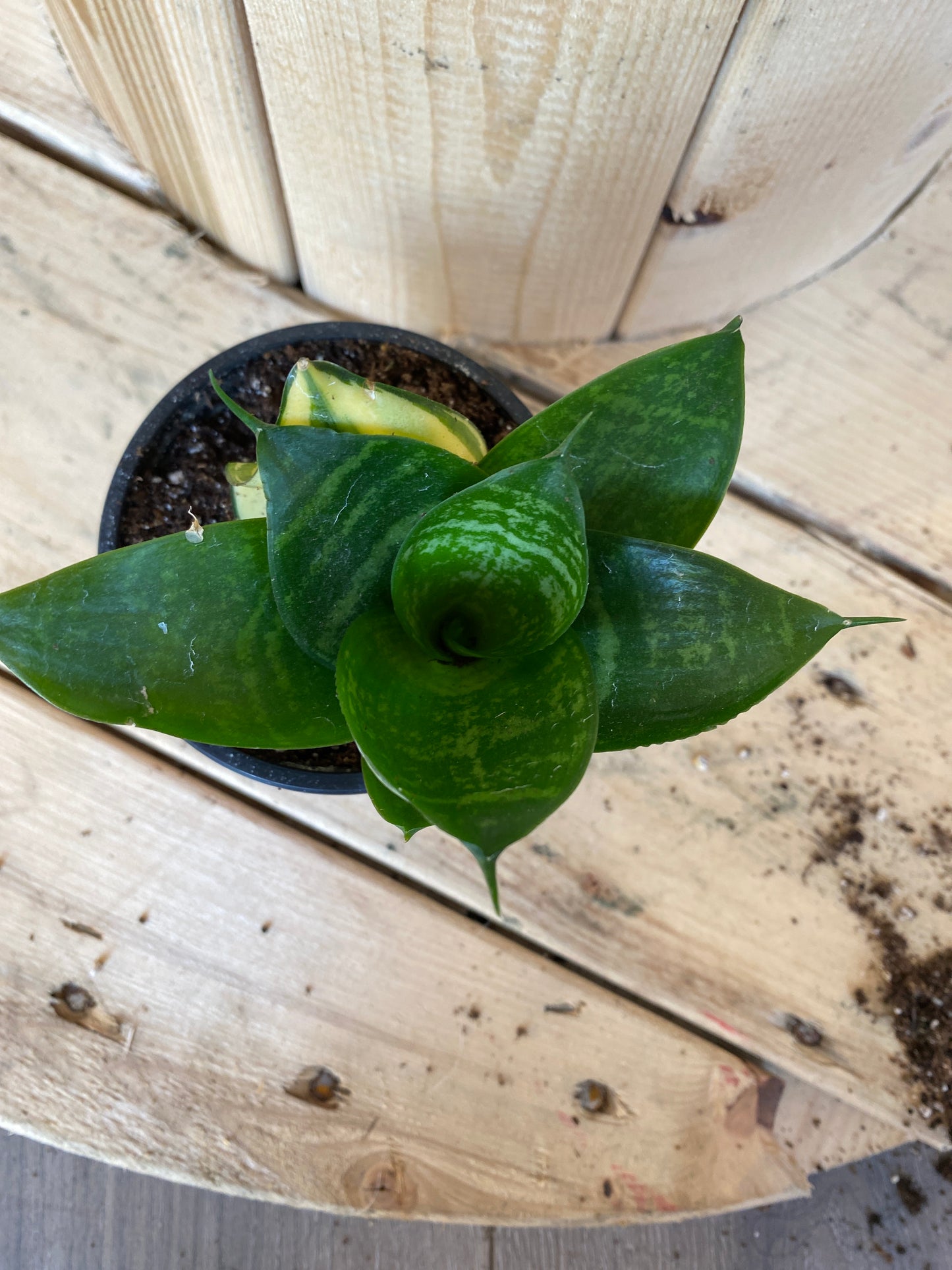 Baby Snake Plant