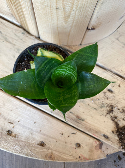 Baby Snake Plant