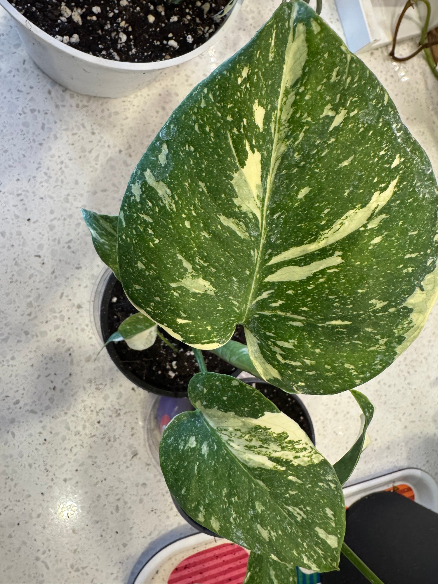 Monstera - Thai Constellation