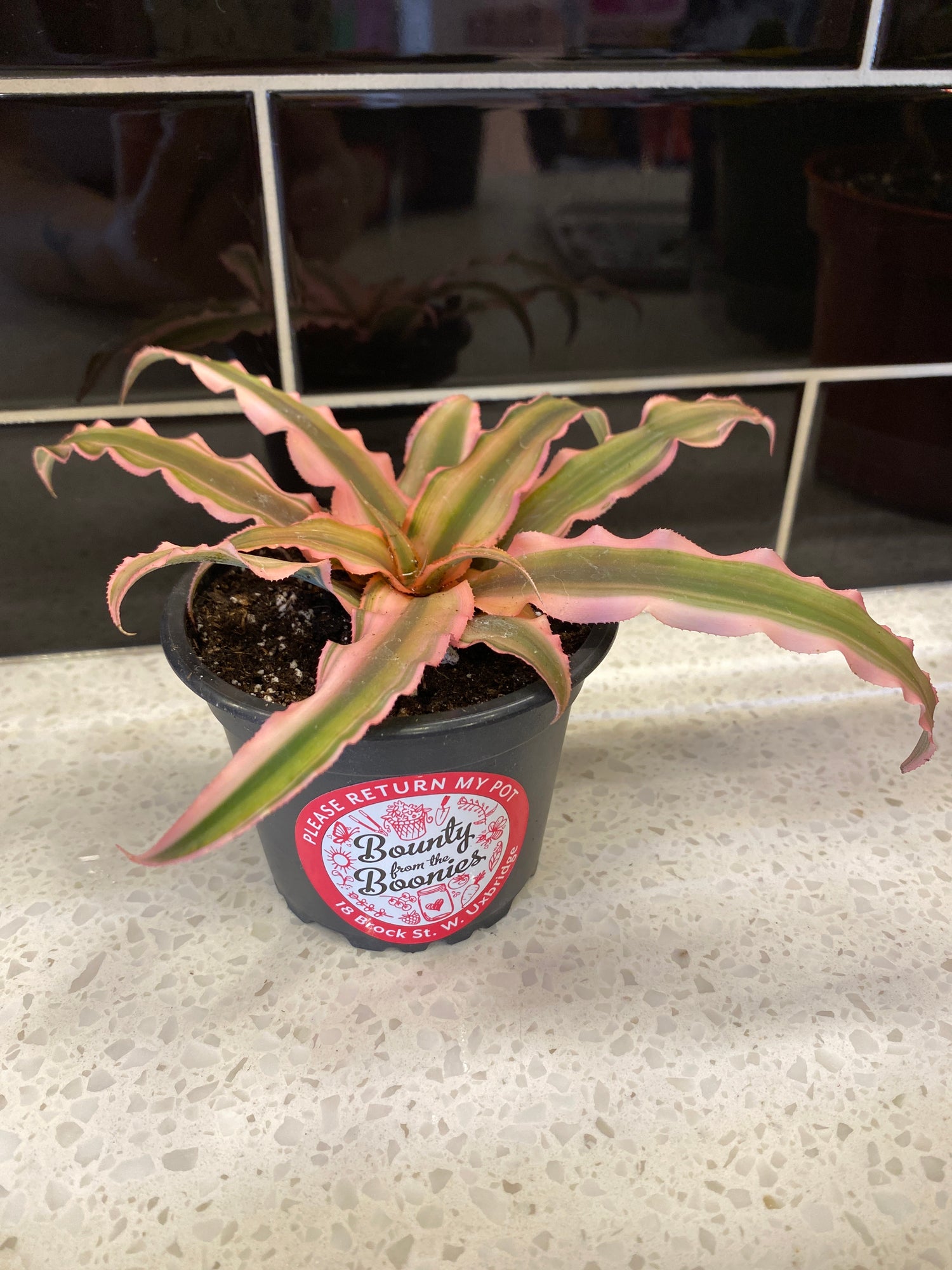 Earth Star - Pink Starlite