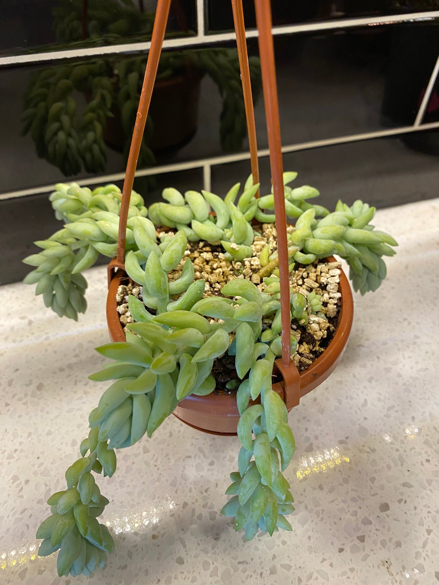 Burro’s Tail