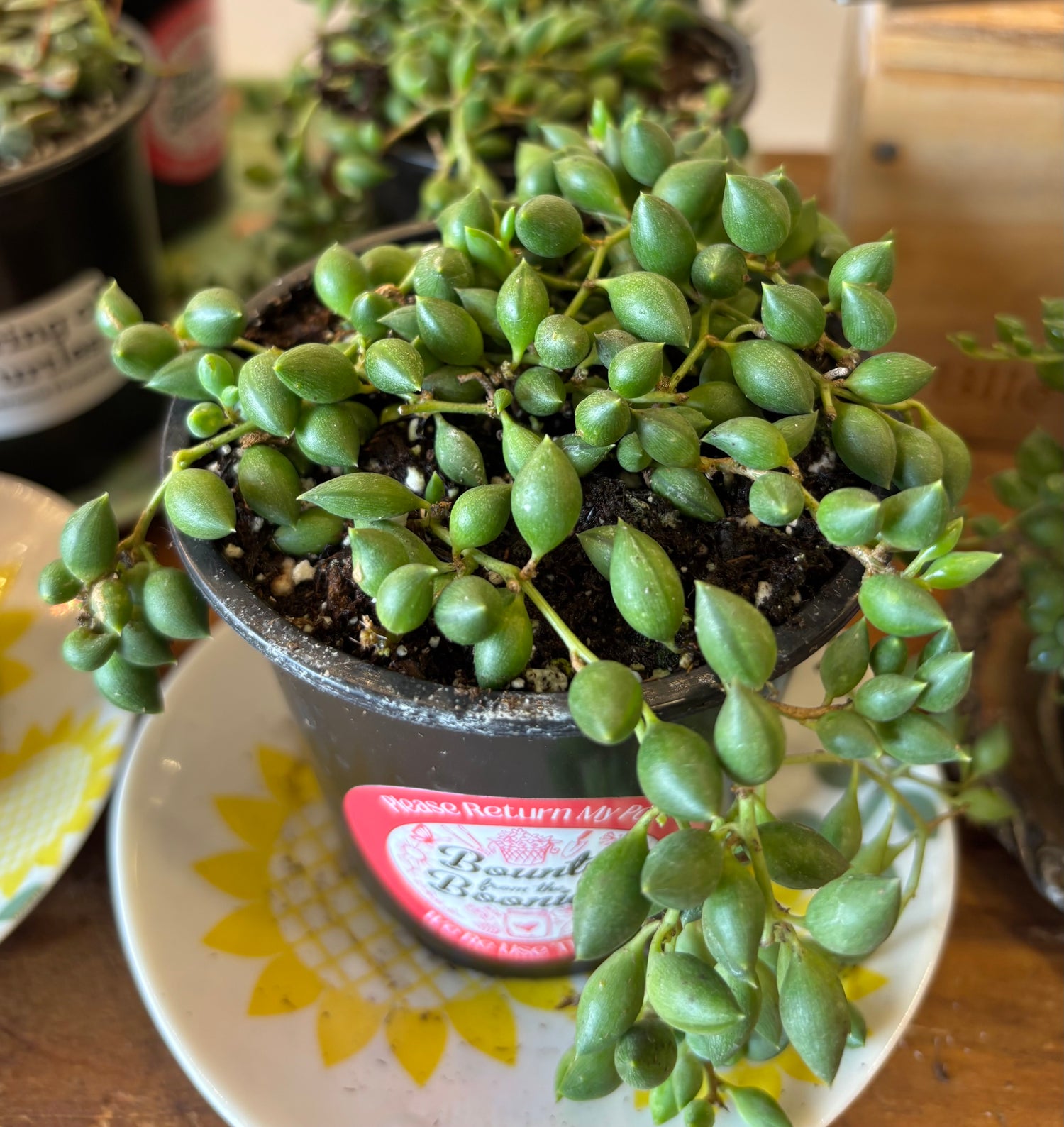 String of Beads 4”