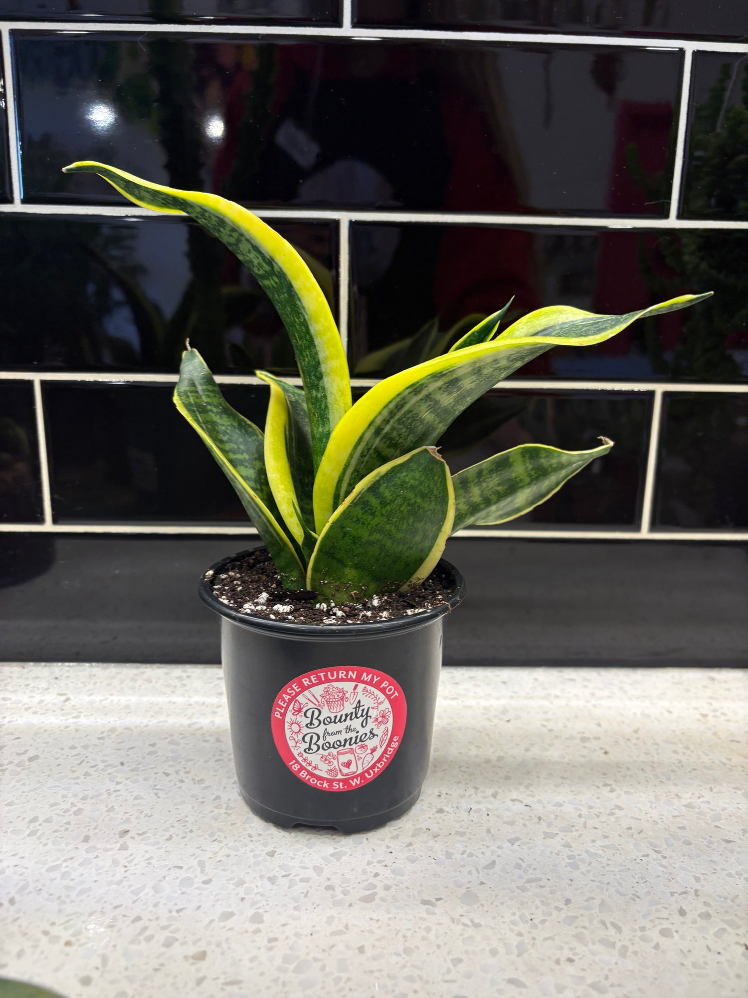 Snake Plant - Golden Flame