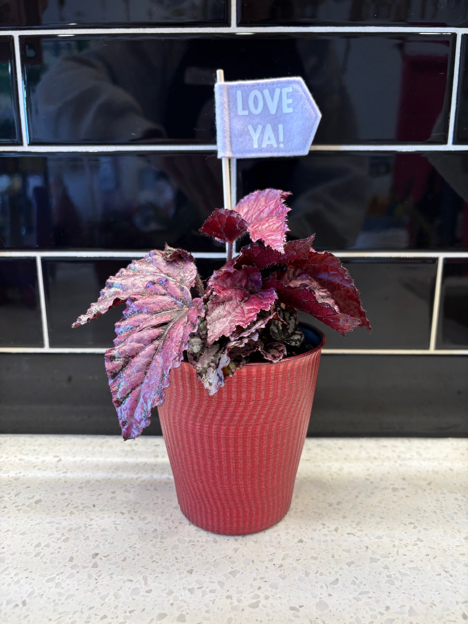 Valentines Rex Begonia Plant 4”