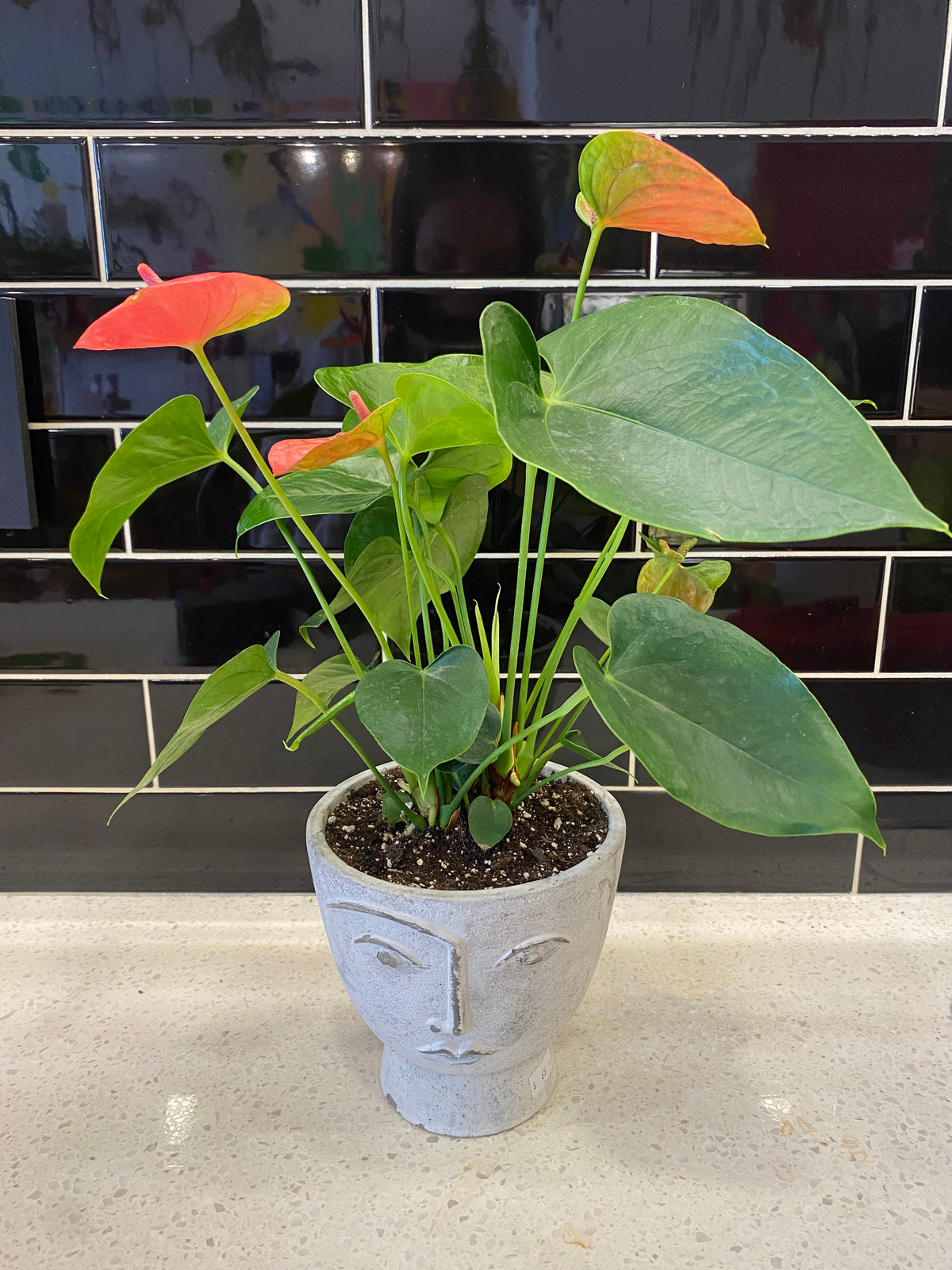 Potted Anthurium in Grey Face Pot