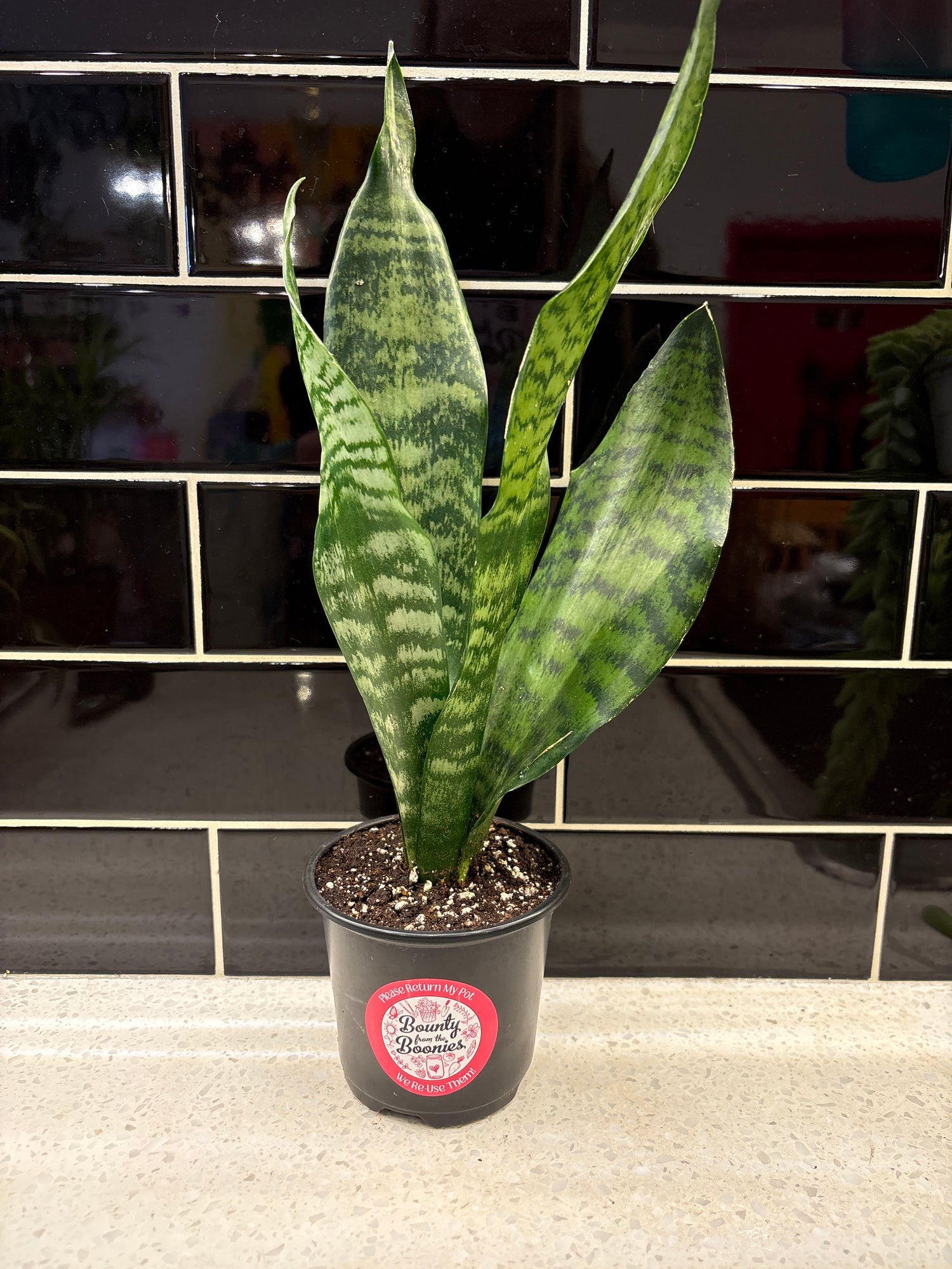 Snake Plant - Black Coral