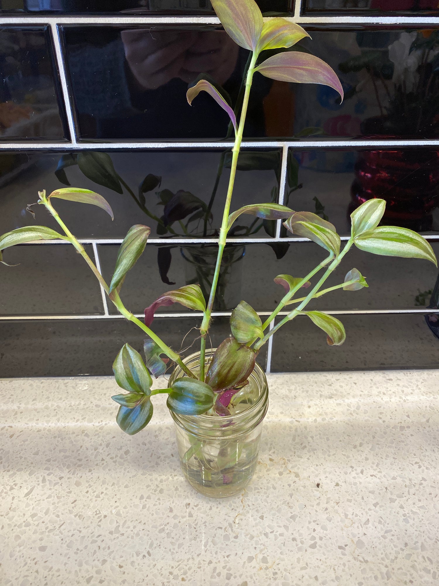 Transcantia Zebrina - Clipping