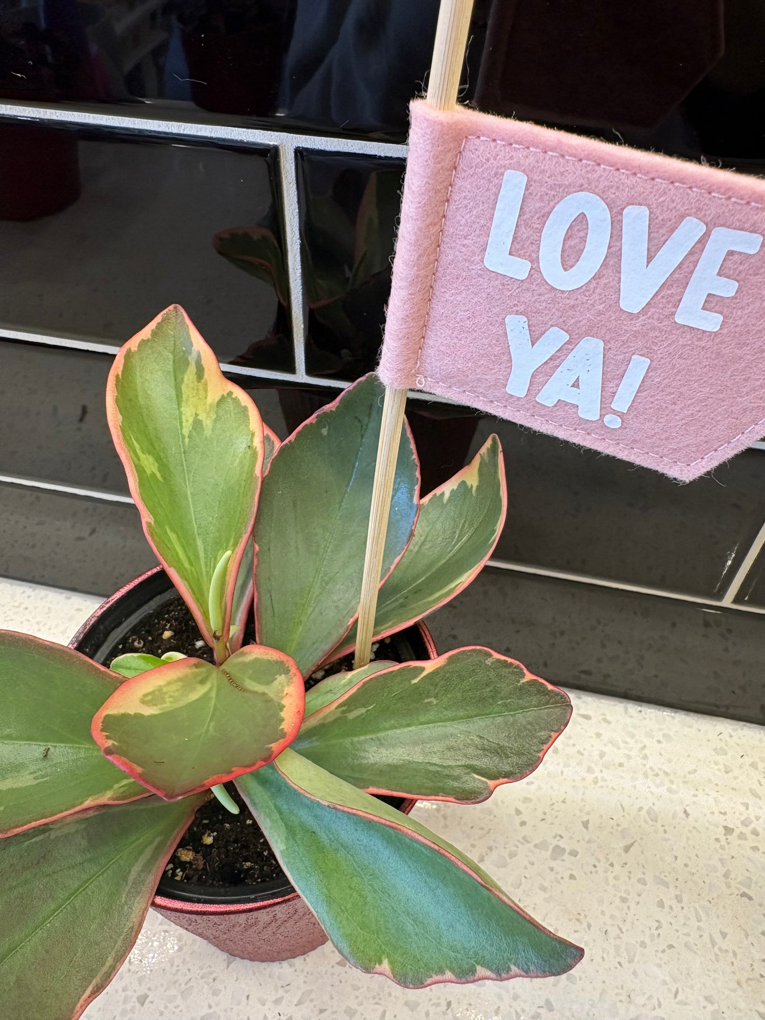 Valentines Ginny Peperomia Plant 4”