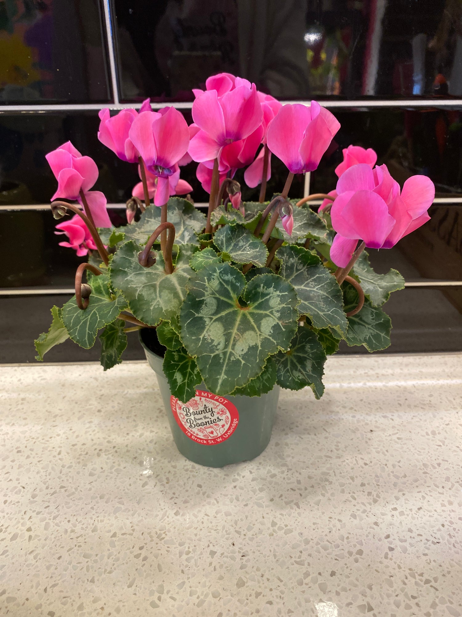 Cyclamen