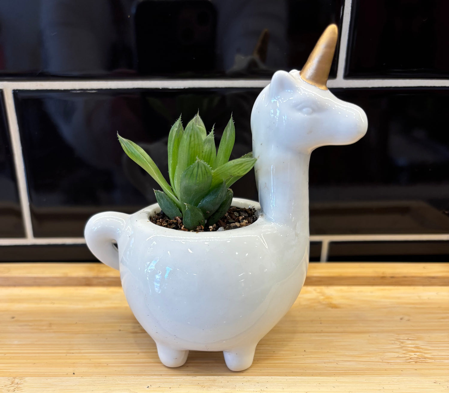 Potted Succulent in Unicorn planter