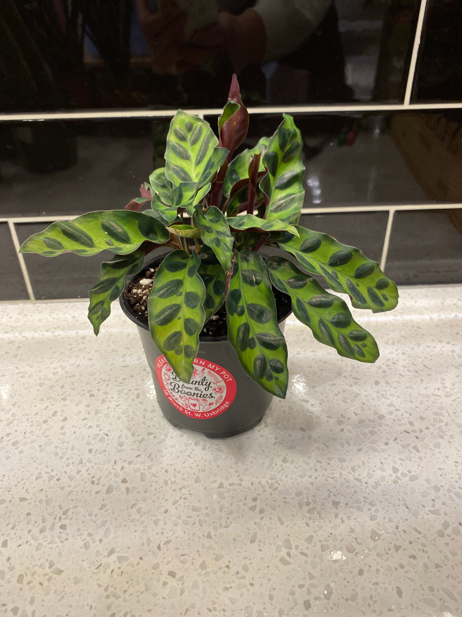Rattlesnake Calathea