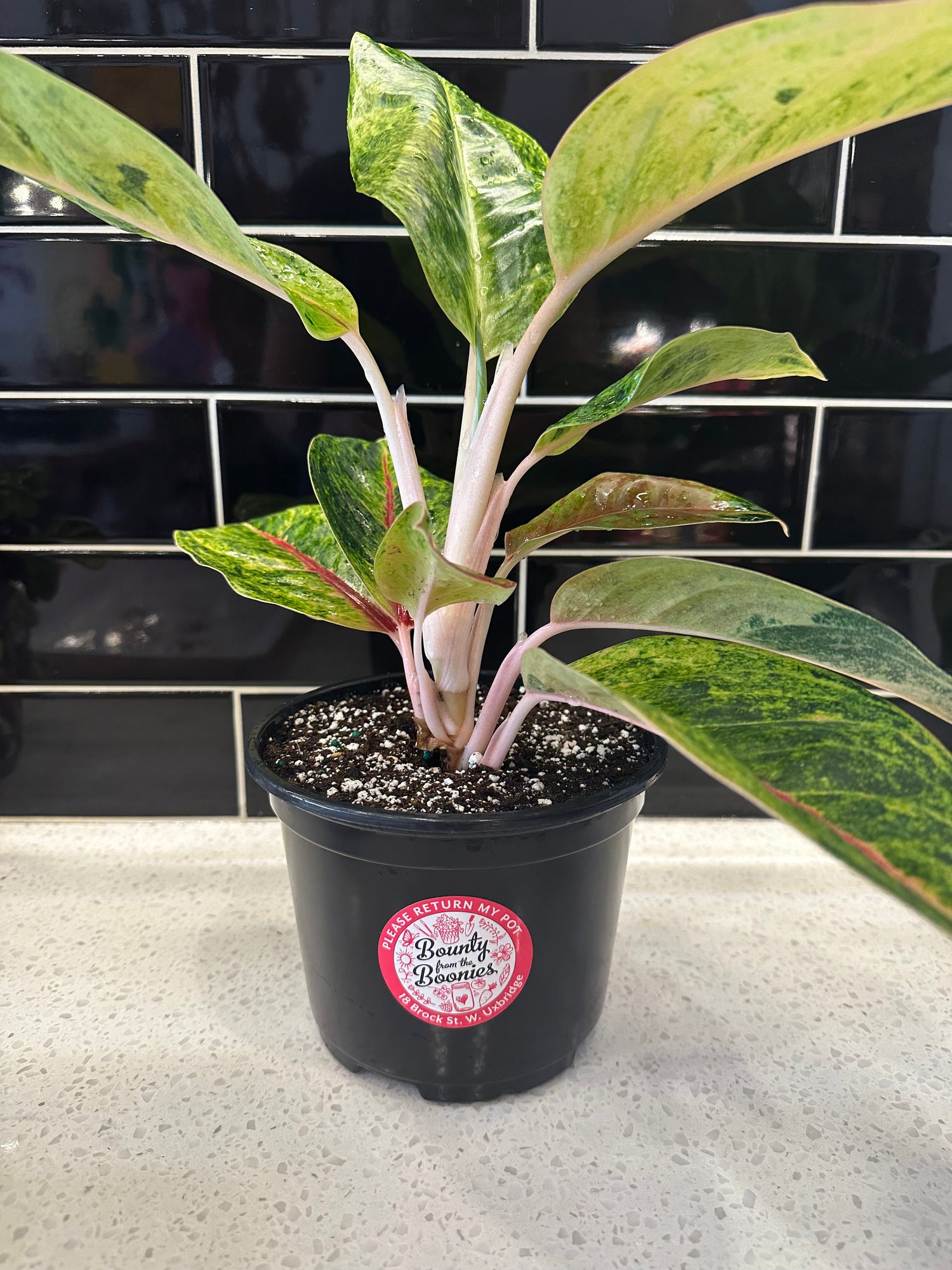 Chinese Evergreen - Green Papaya