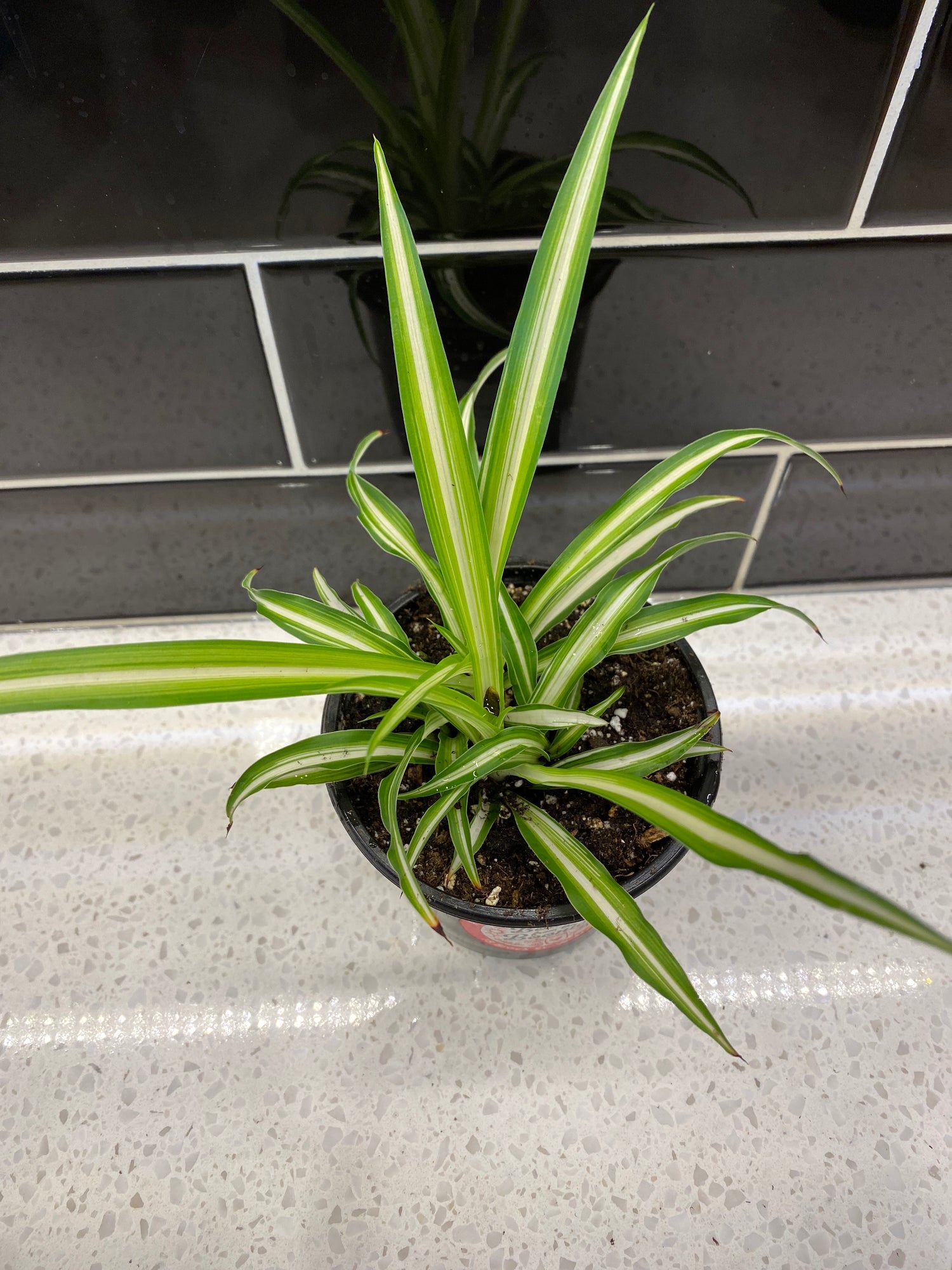 Spider Plant