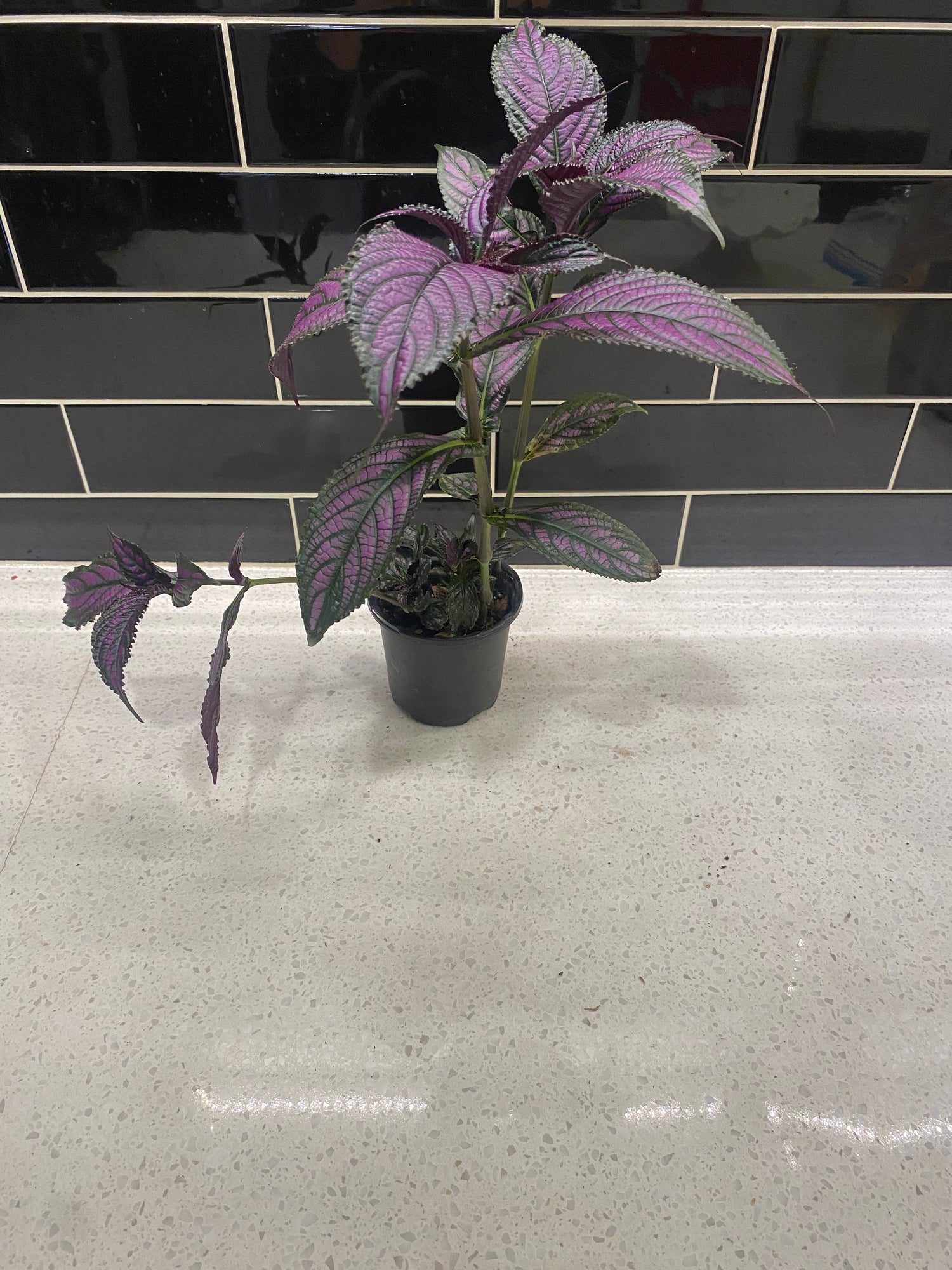 Persian Shield