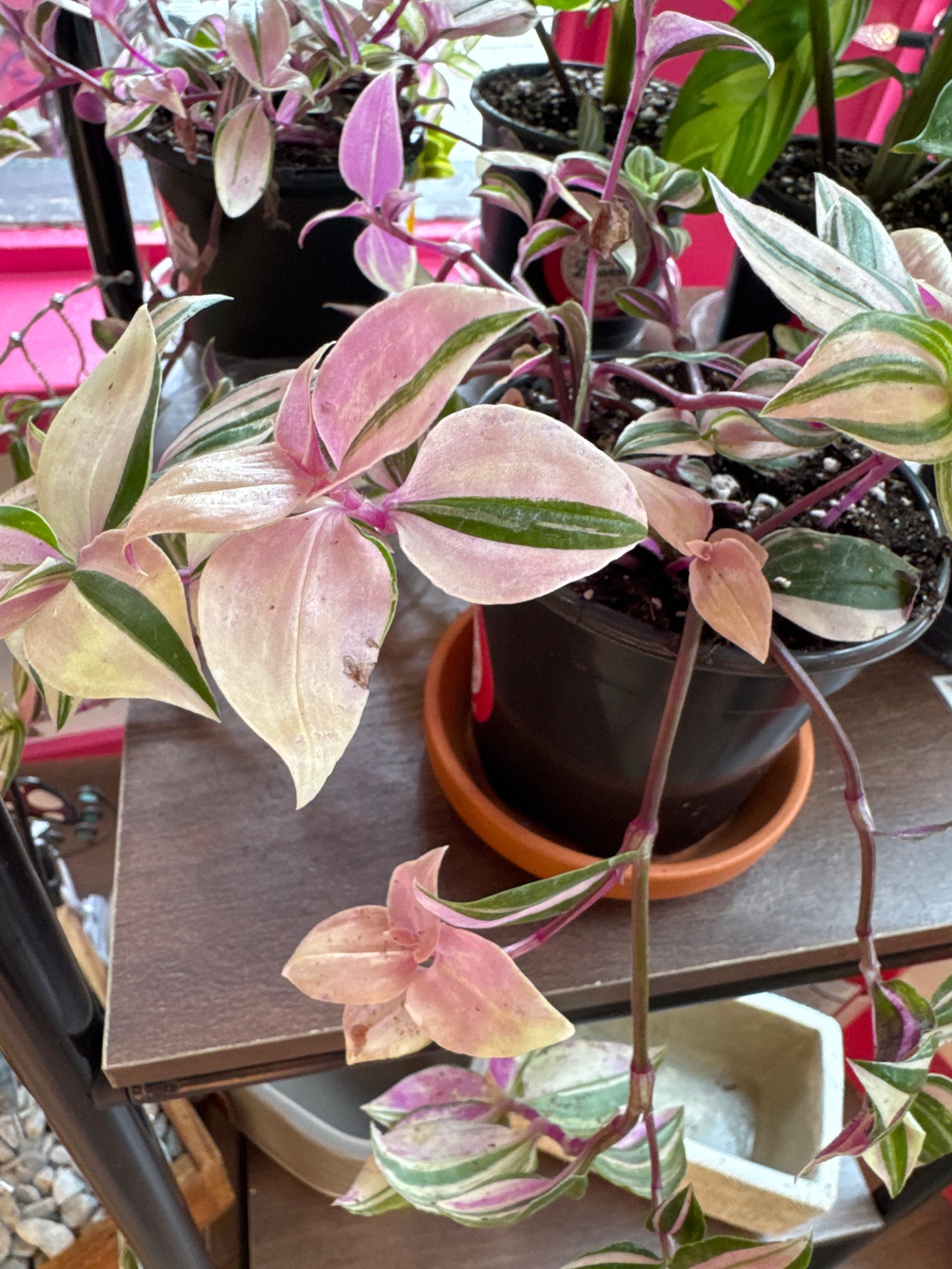 Tradescantia zebrina, Quad Colour