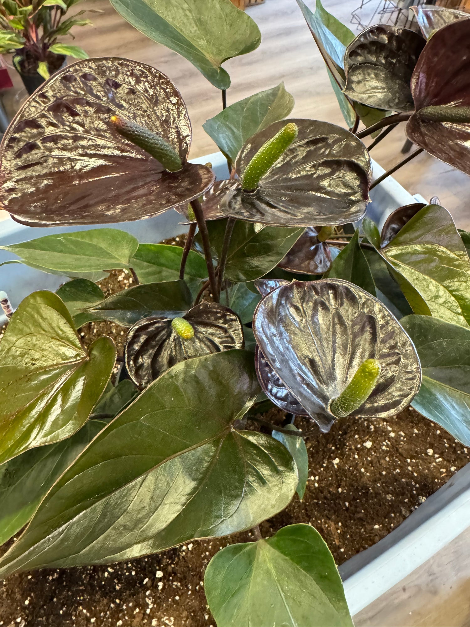 Anthurium