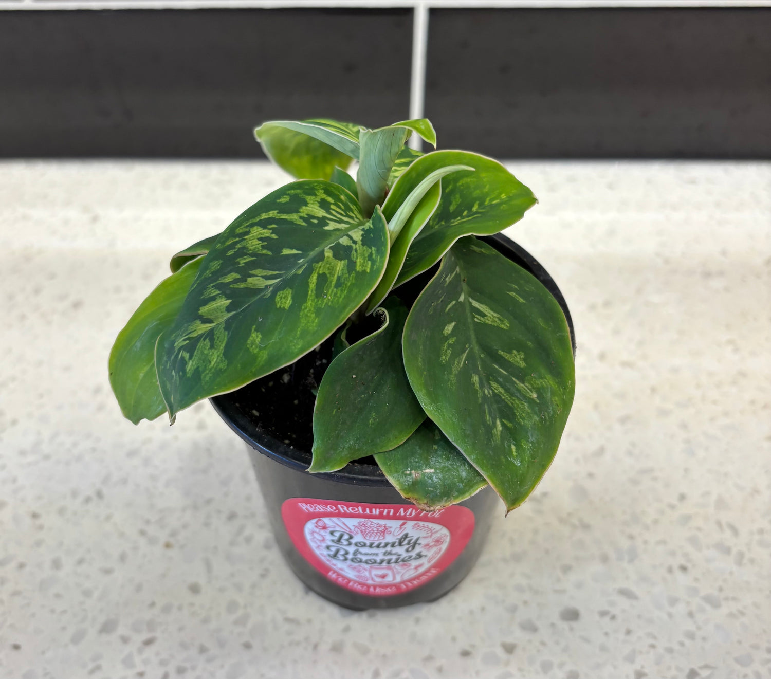 Homalomena camouflage