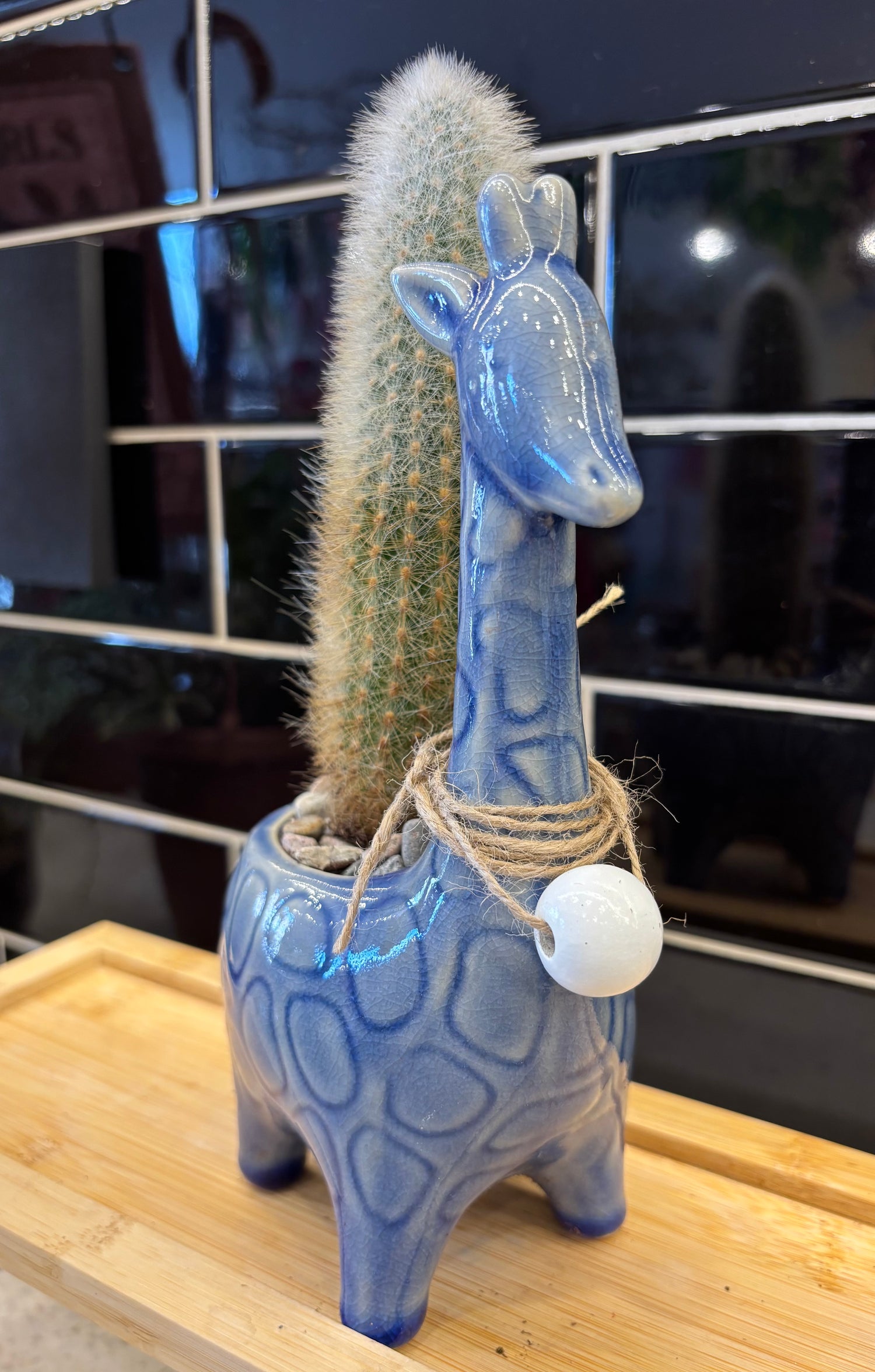 Blue Giraffe w/ Red Fox Tail Cactus