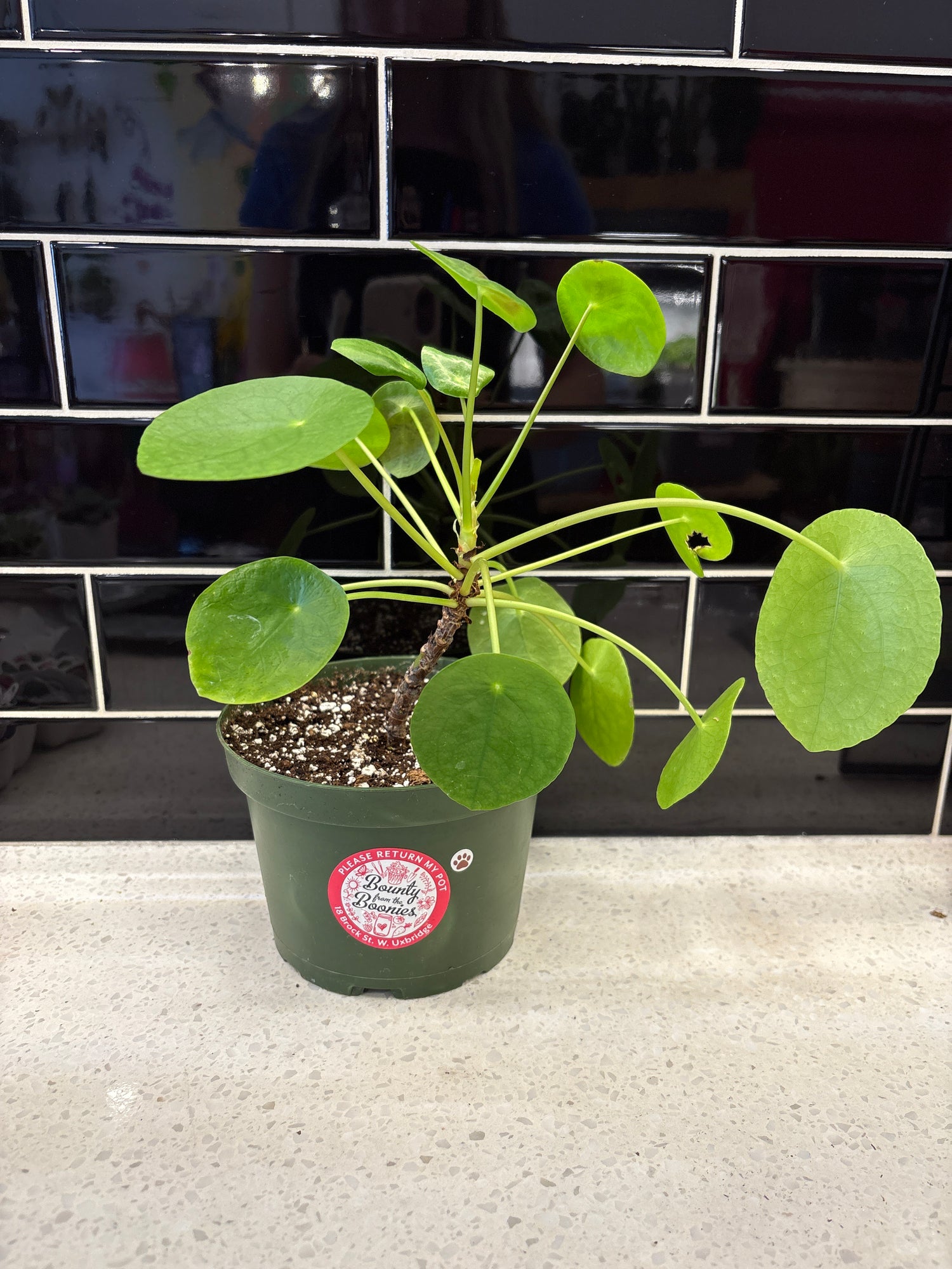 Pilea Peperomioides - Chinese Money Plant