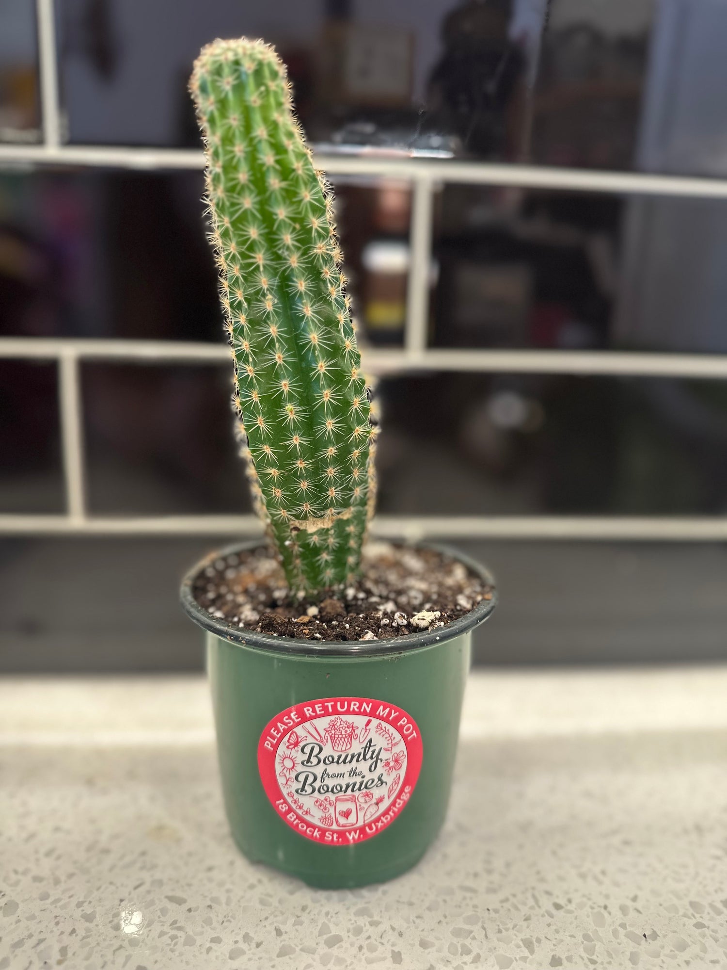 Peanut Cactus