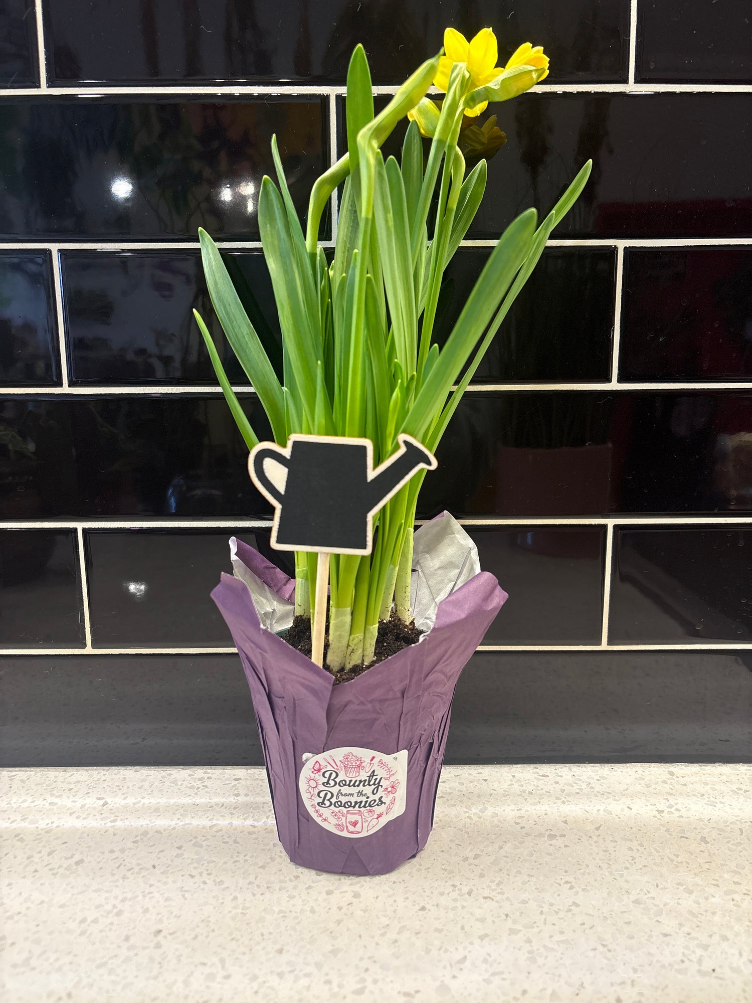 Daffodils with Watering Can Stick
