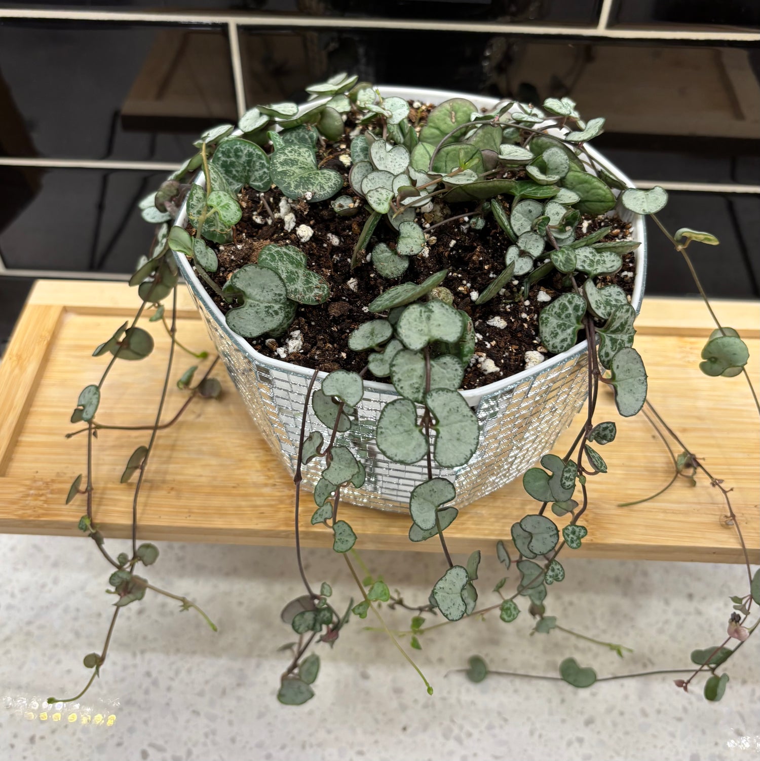 String of Hearts in Flat Disco Planter
