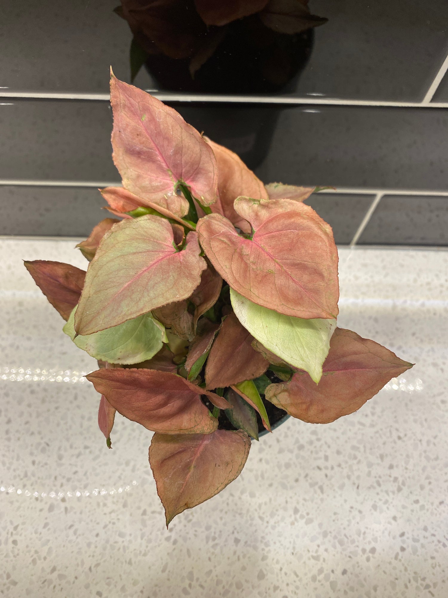 Syngonium - Pink Perfection