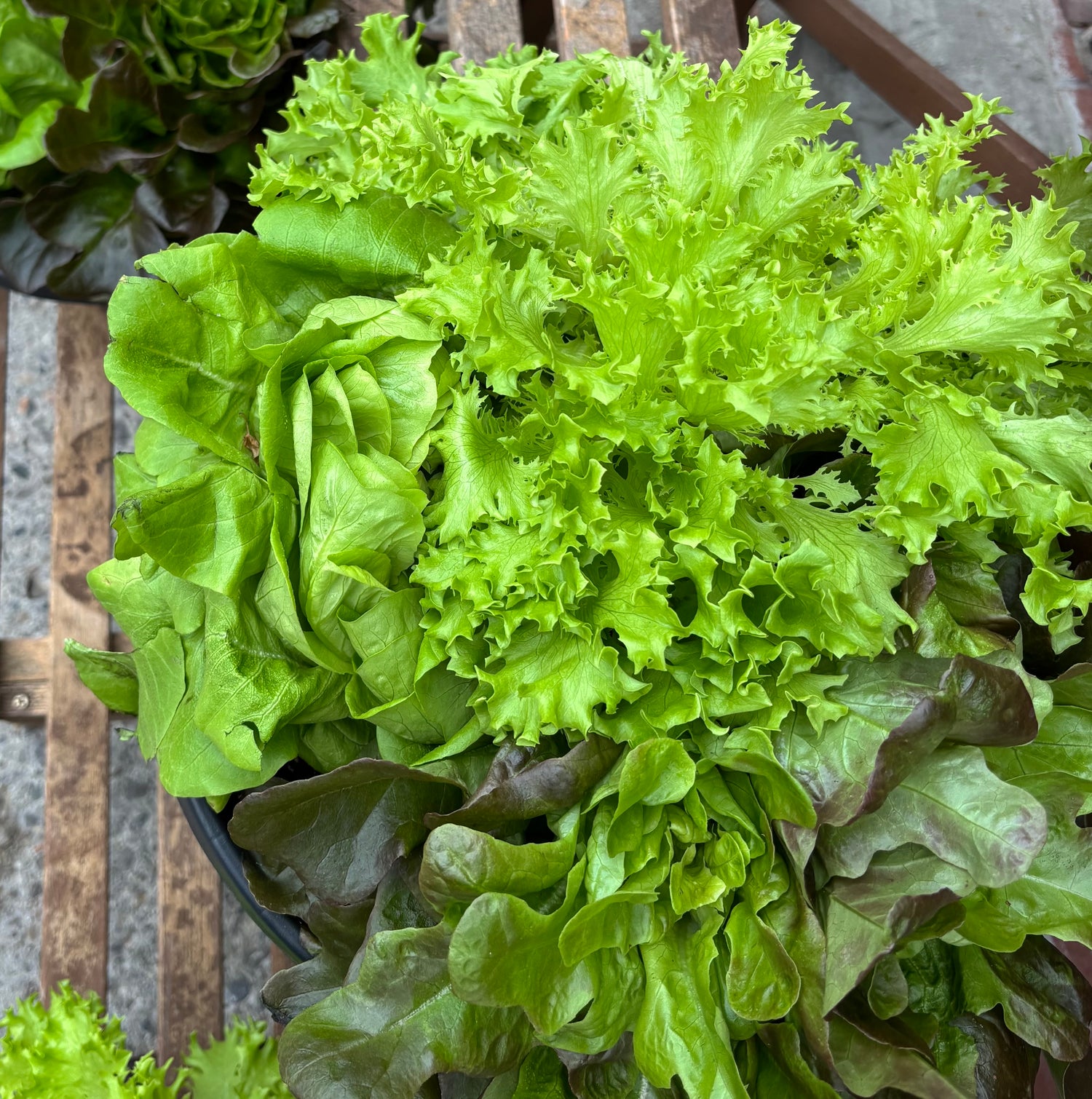 Living Lettuce
