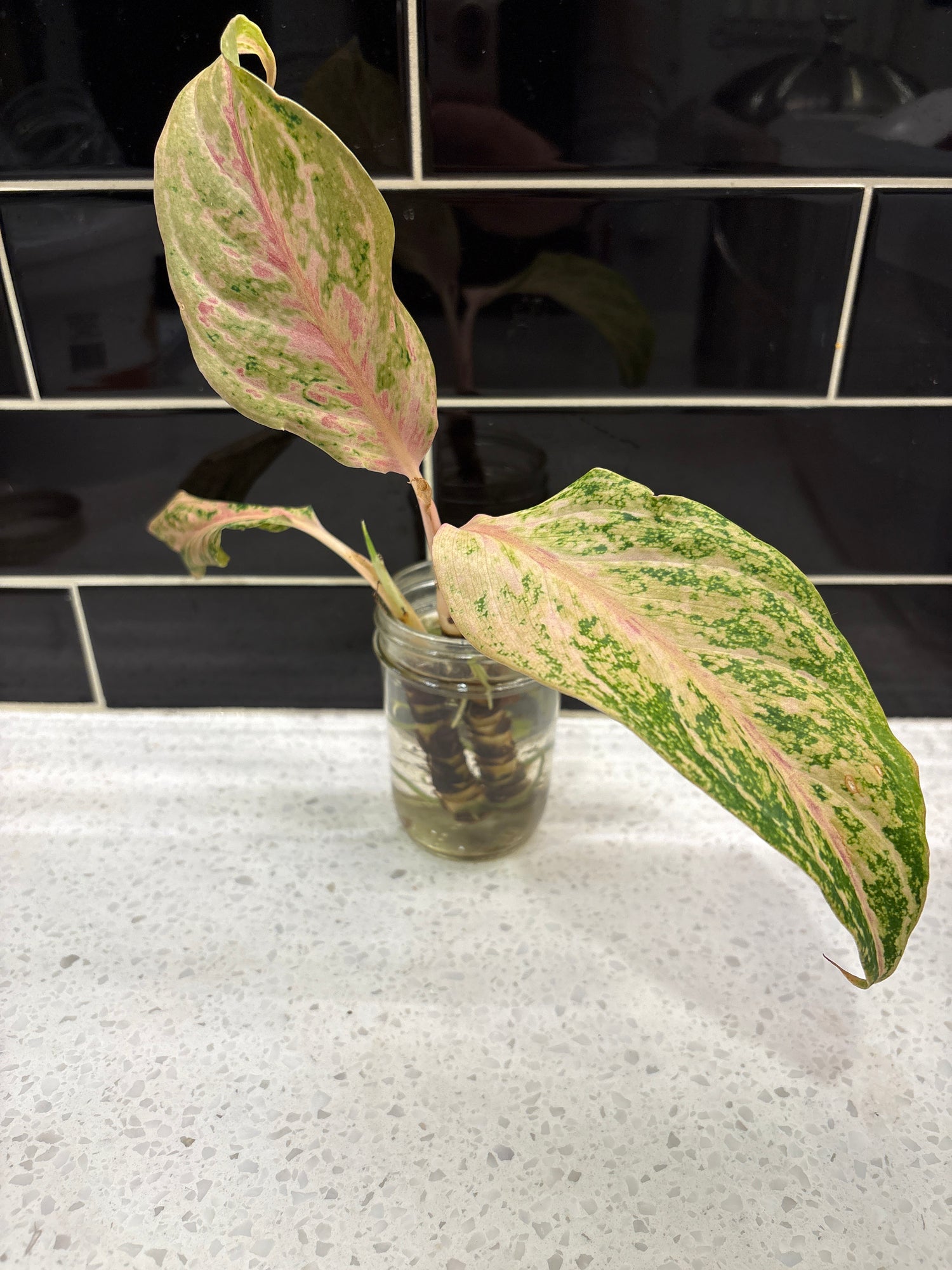 Chinese Evergreen Cleopatra - Clipping