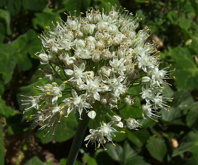 Garlic Chives - Seedlings