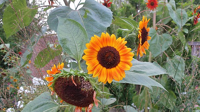 Sunflower, Autumn Beauty, Seeds