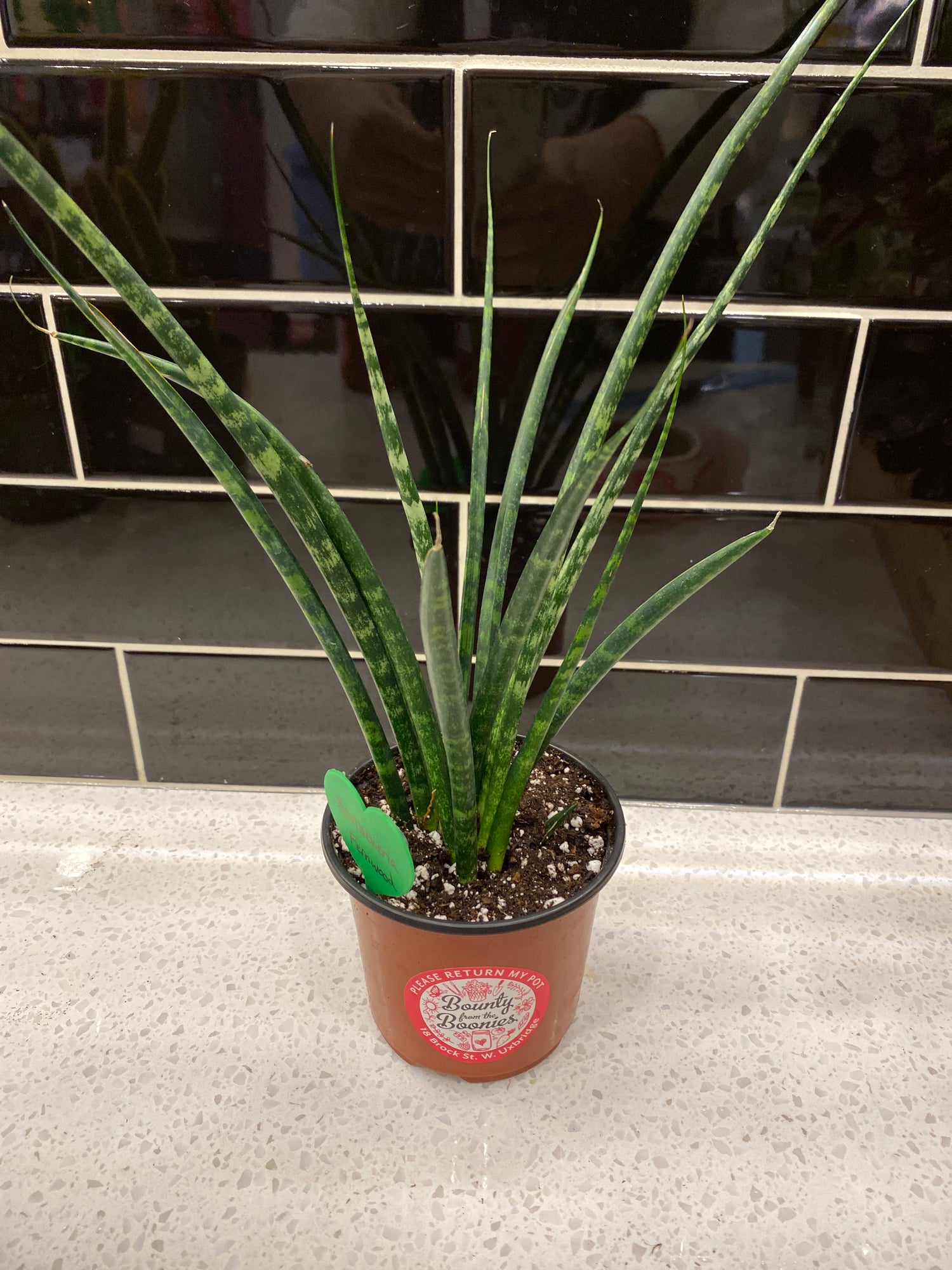 Sansevieria Fernwood