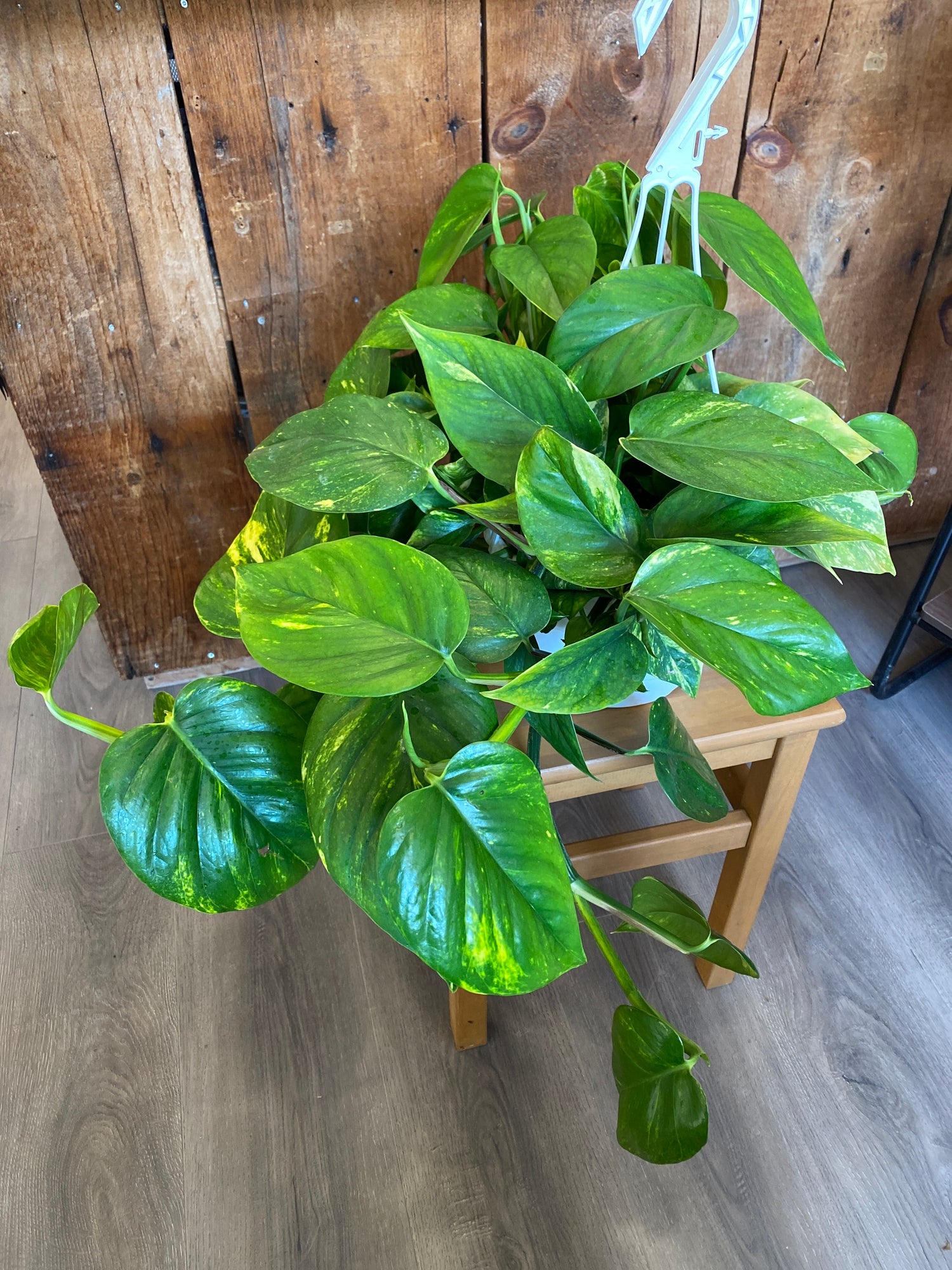 Pothos Golden - Clipping