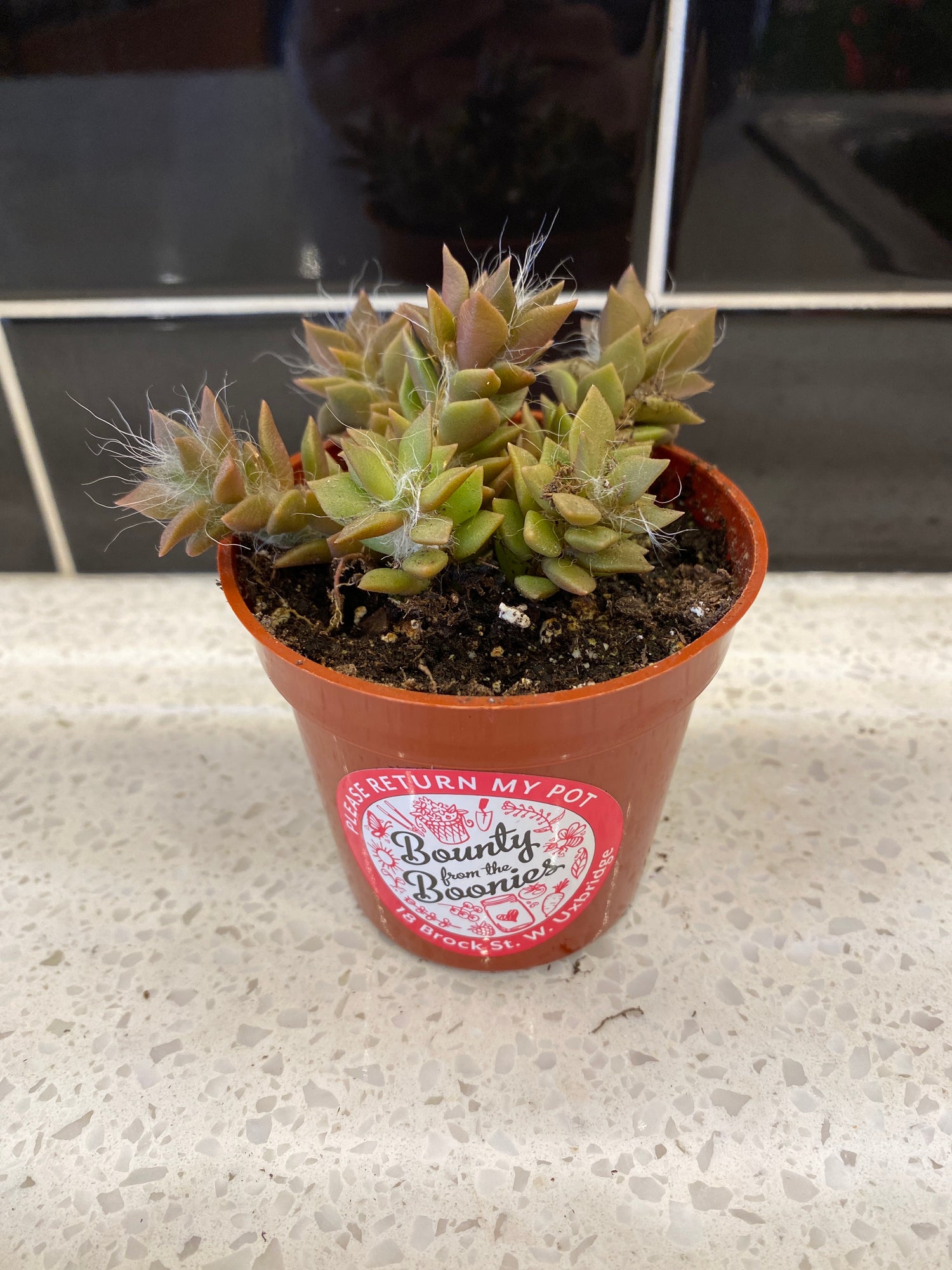 Sand Rose Succulent