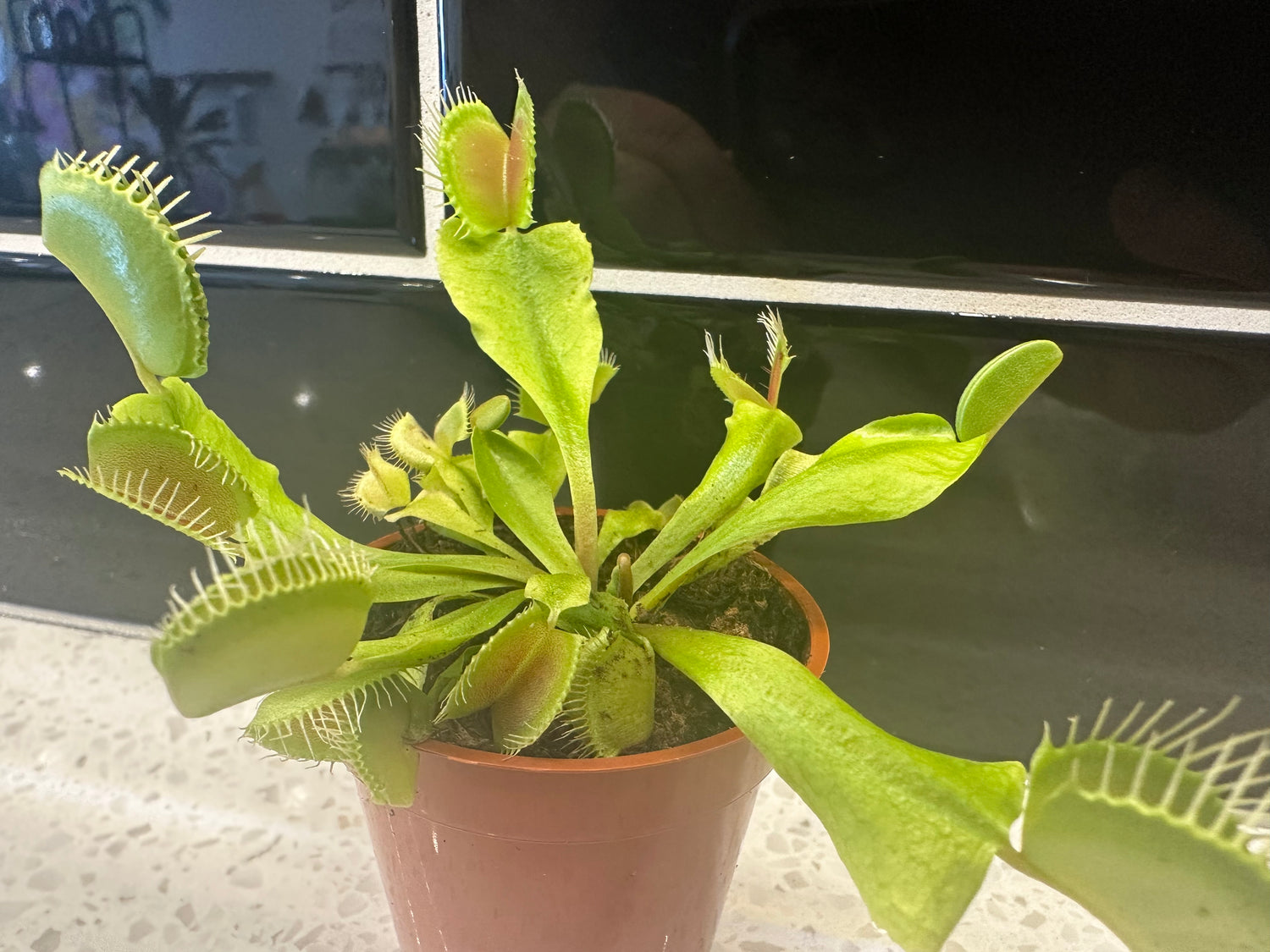 Venus Fly Trap