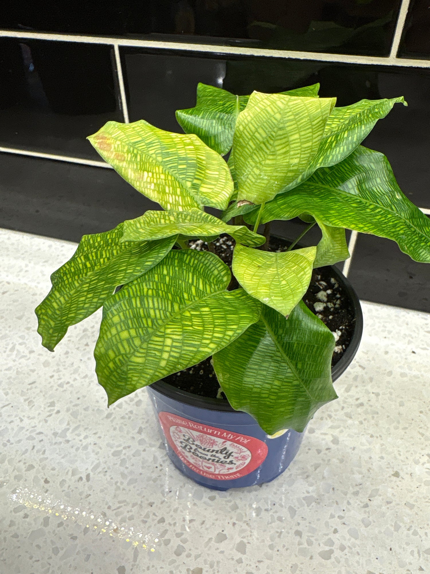 Calathea, Network