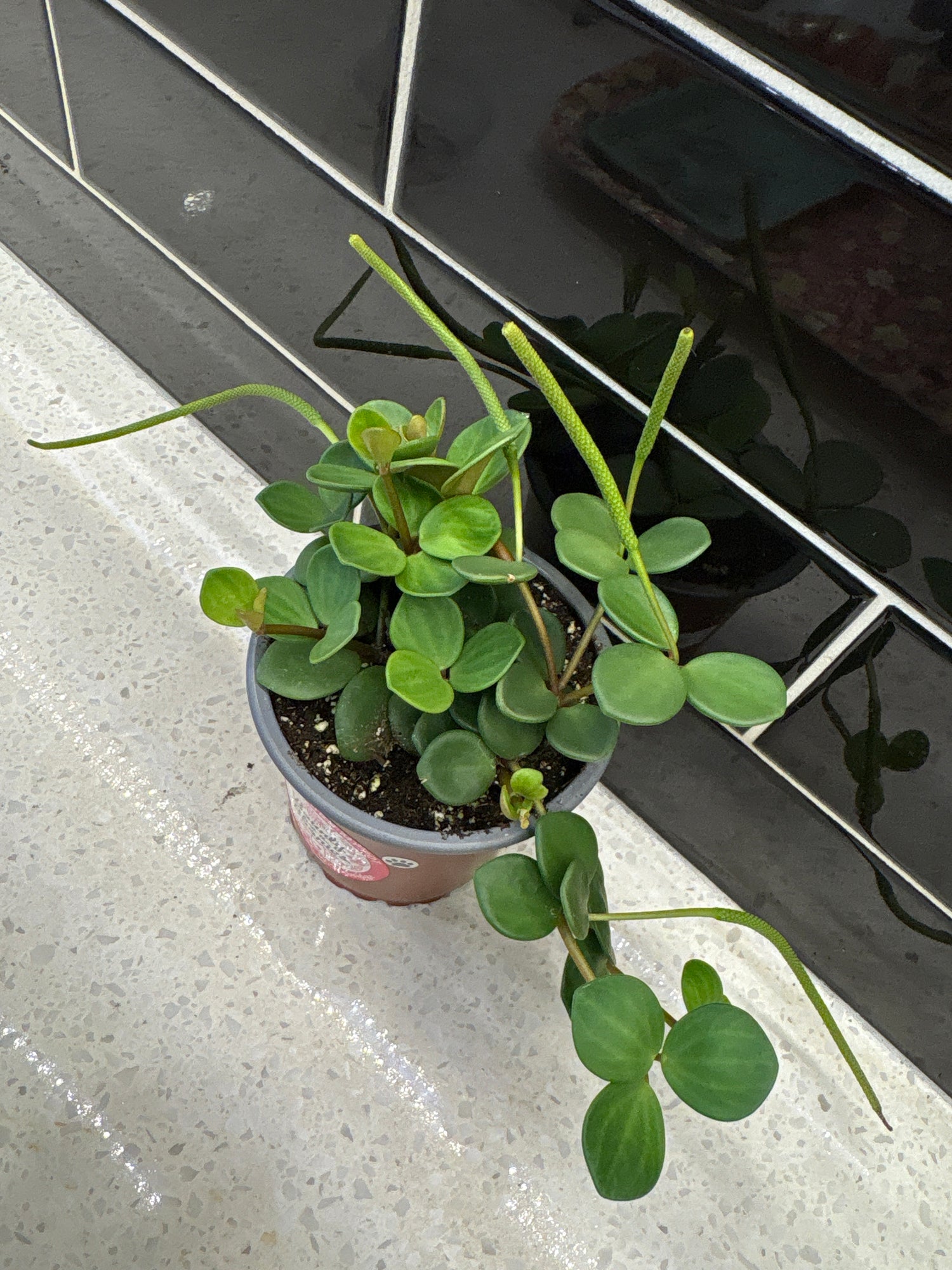 Peperomia Hope