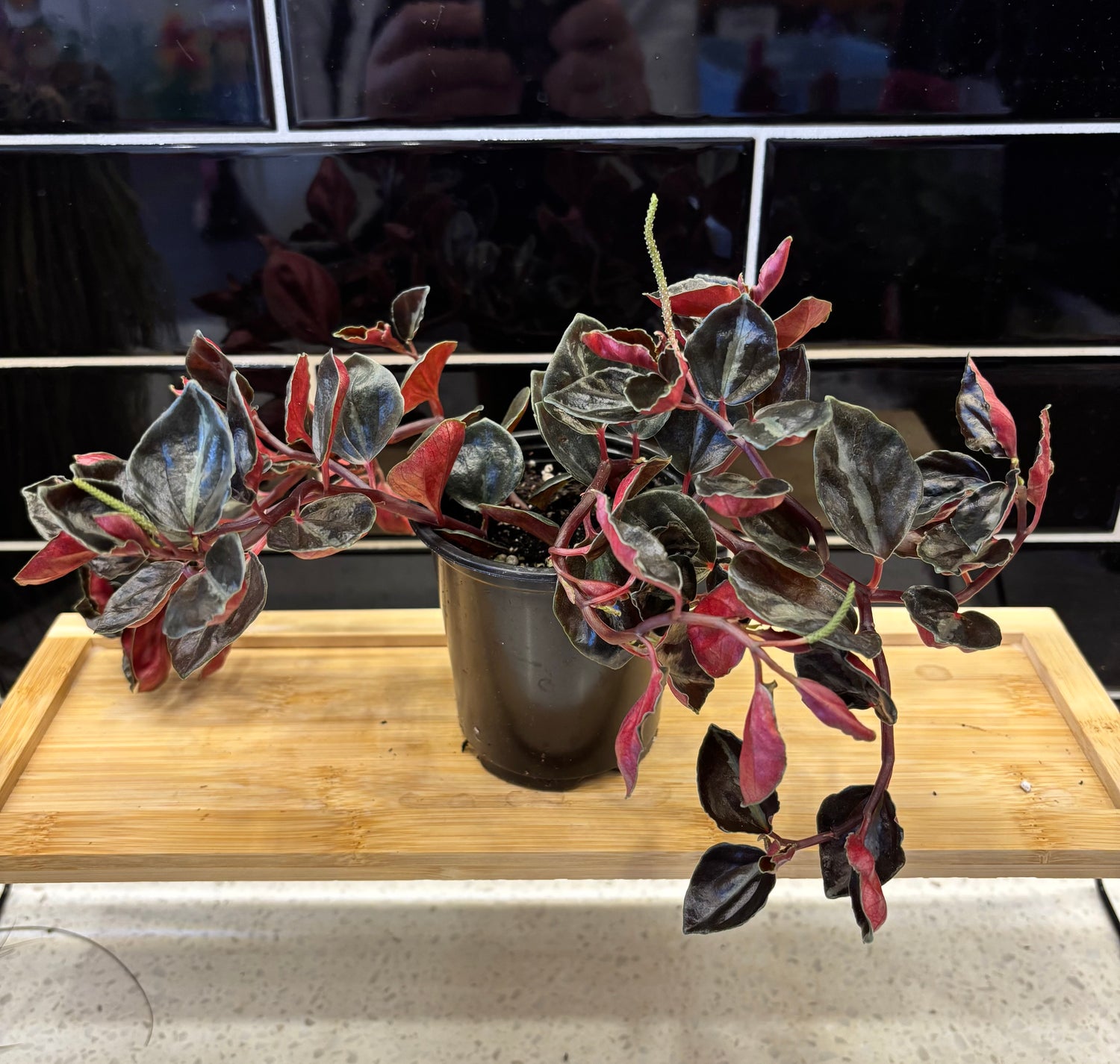 Peperomia - Metallica 3”