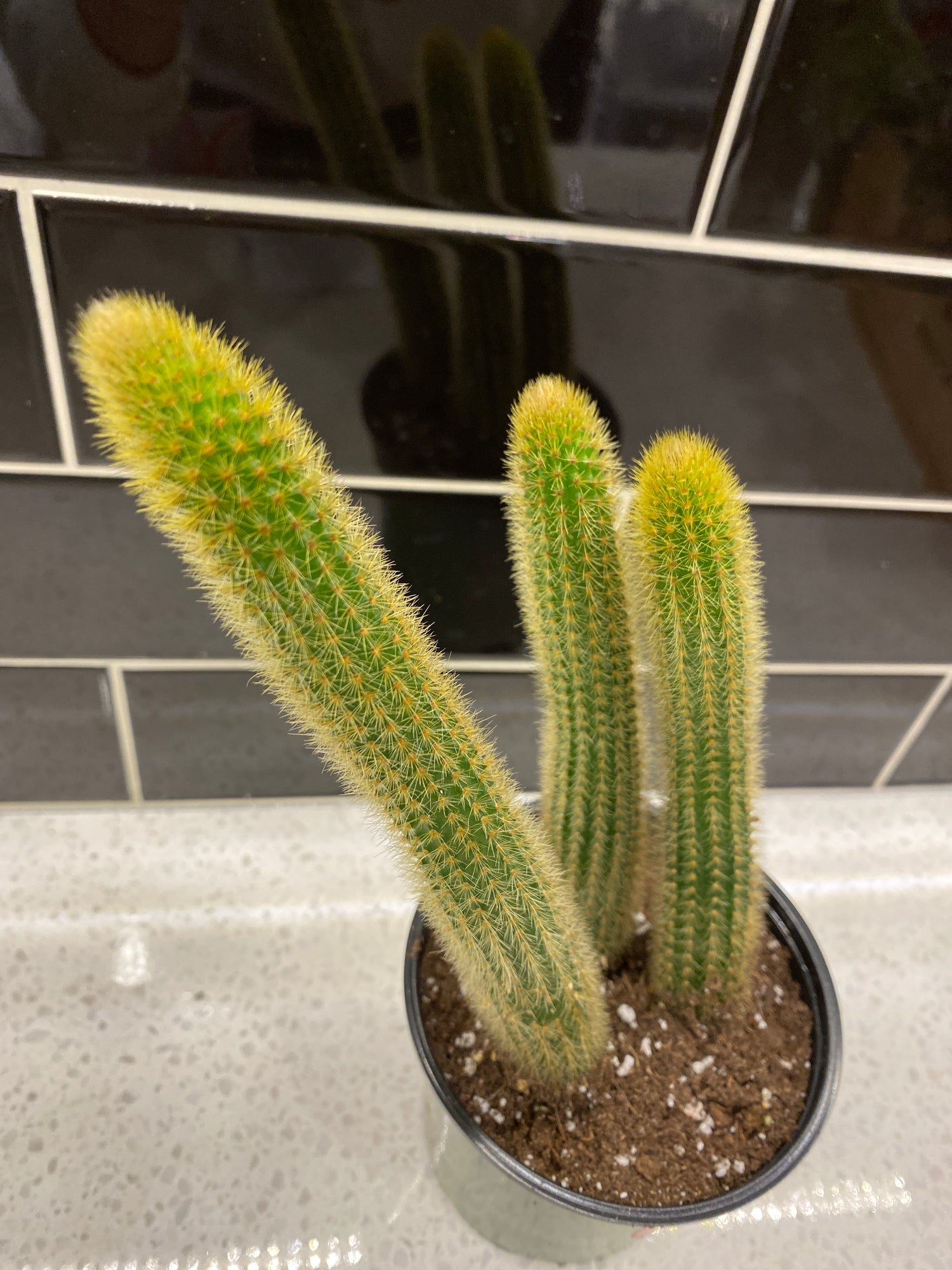 Rat Tail Cactus