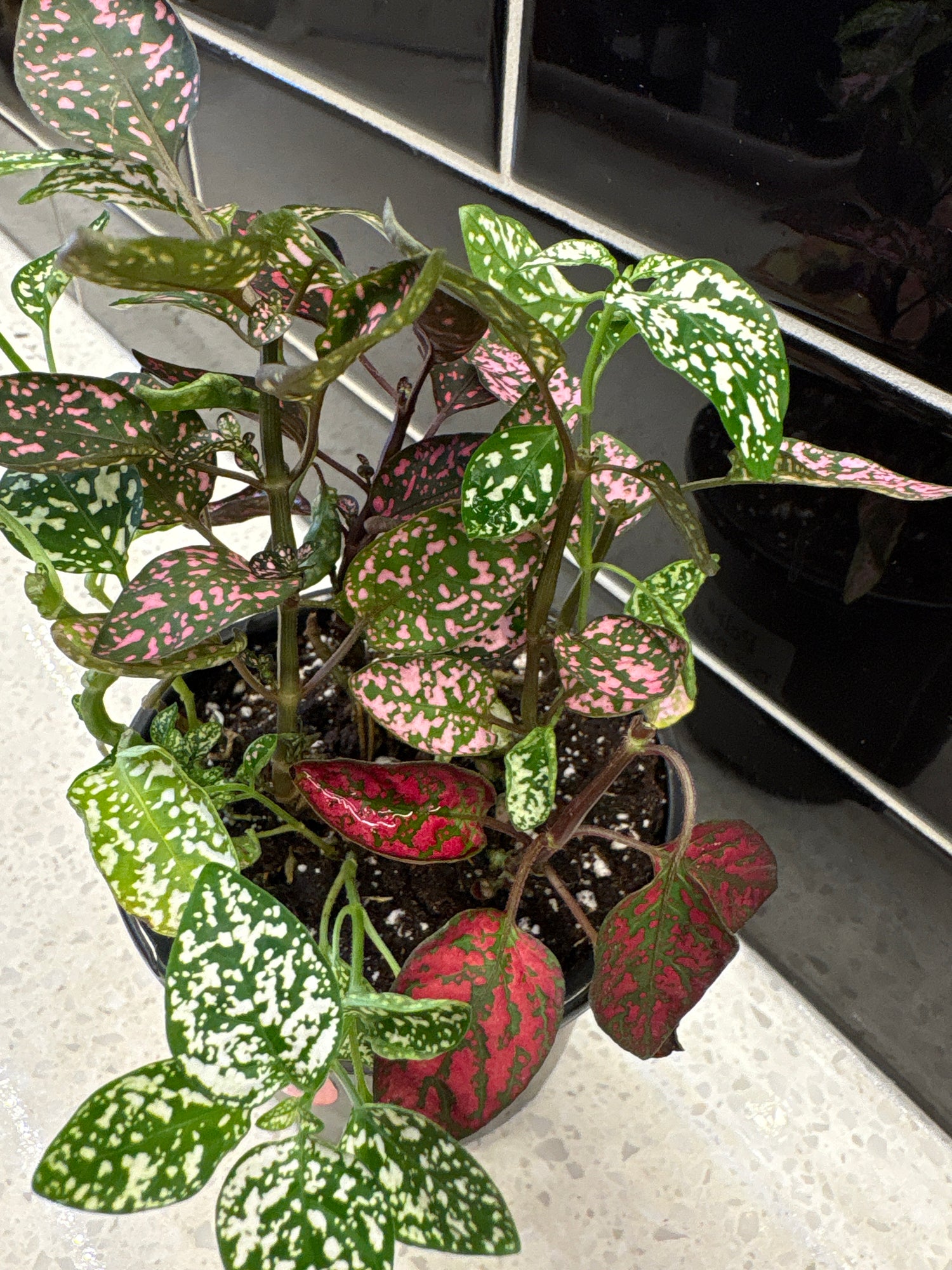 Polka Dot Plant