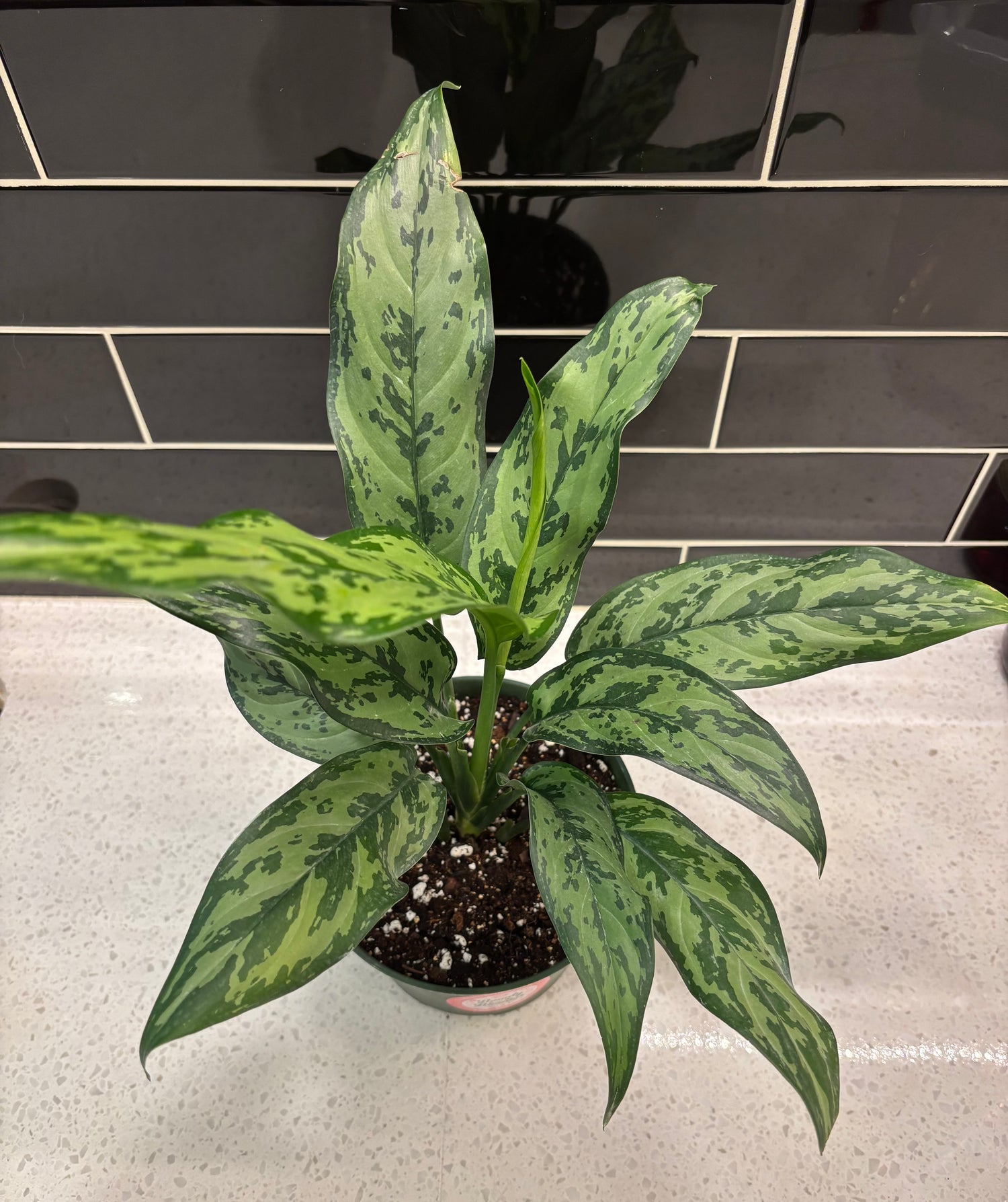 Aglaonema (Chinese Evergreen) Romeo