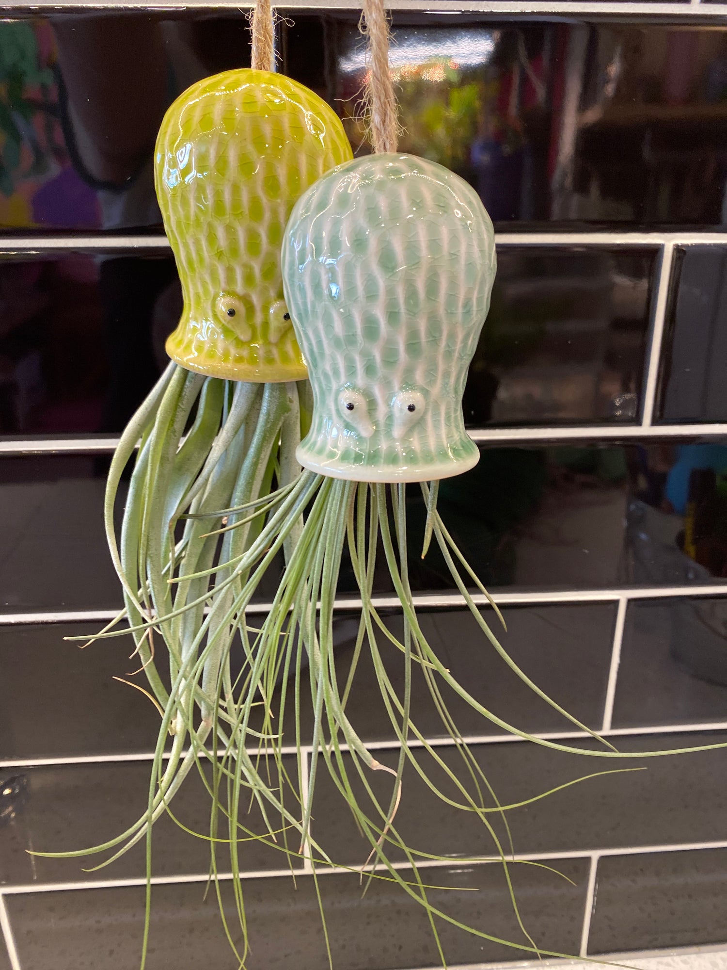 Octopus Air Plant