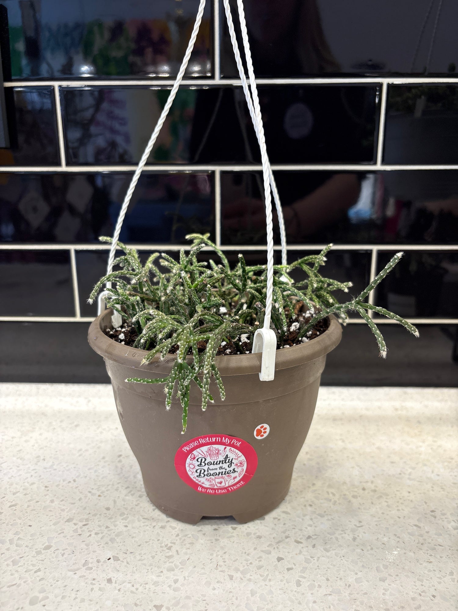 Cactus rhipsalis (Mistletoe cactus)