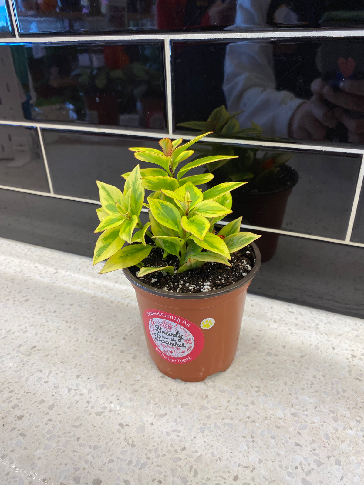 Goldfish Plant- "Aurora Gold"