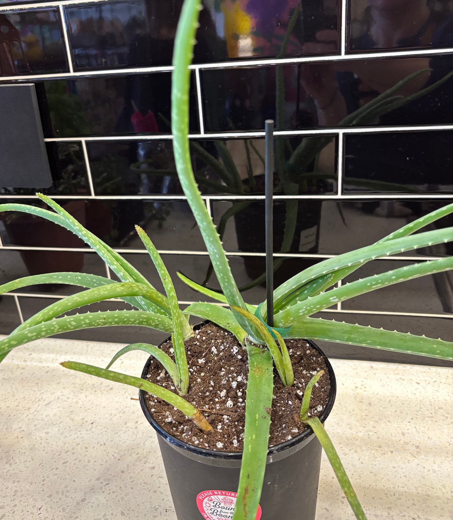 Aloe Vera - 6”