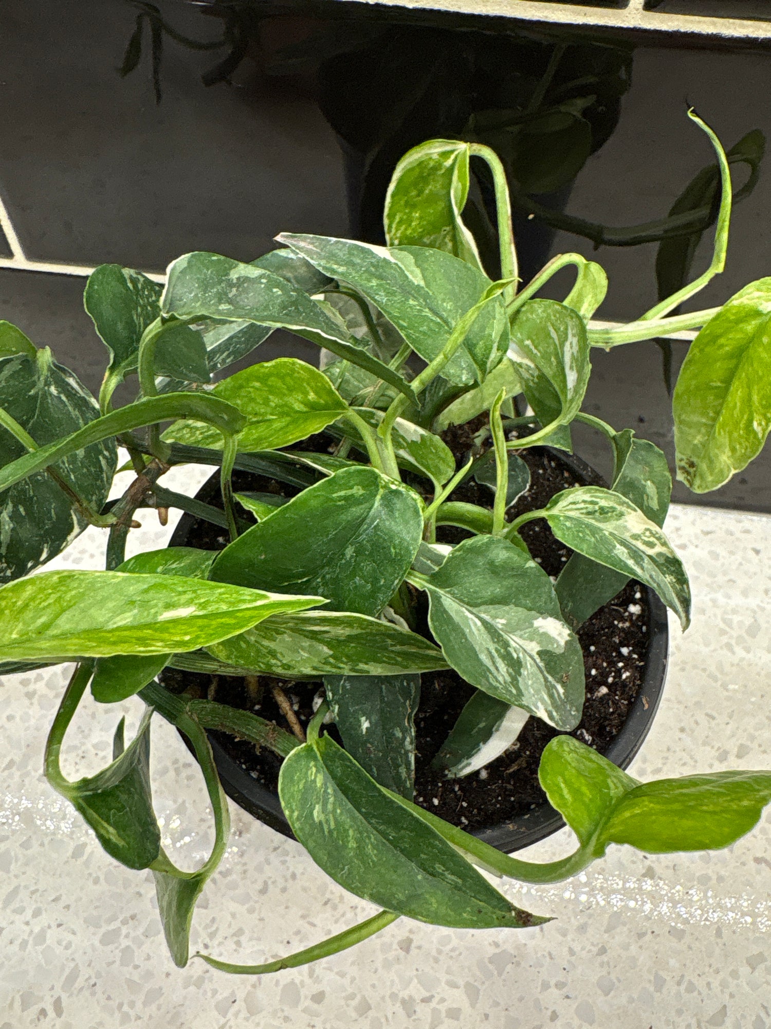 Pothos, albo variegata, epipremnum pinnatum