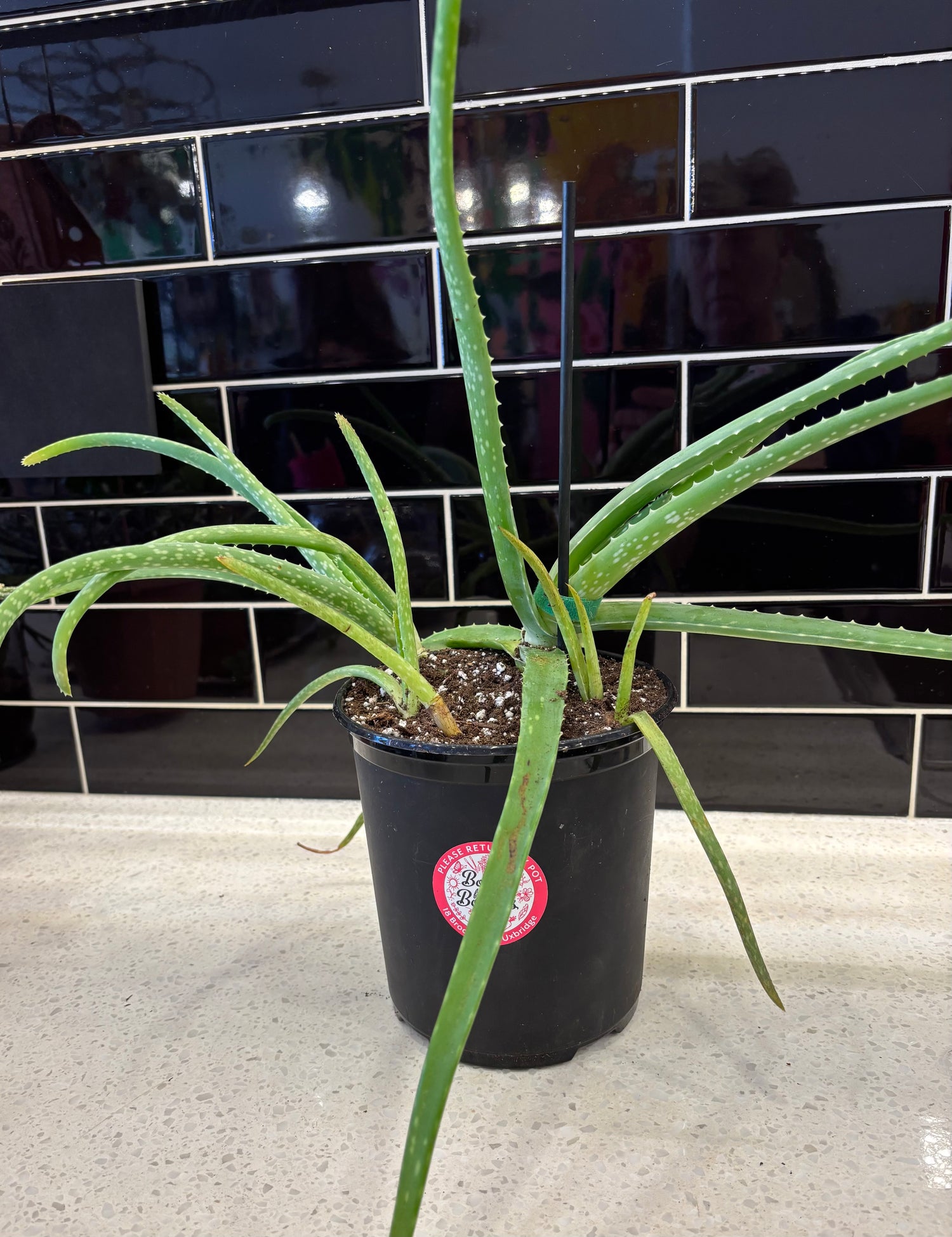 Aloe Vera - 6”